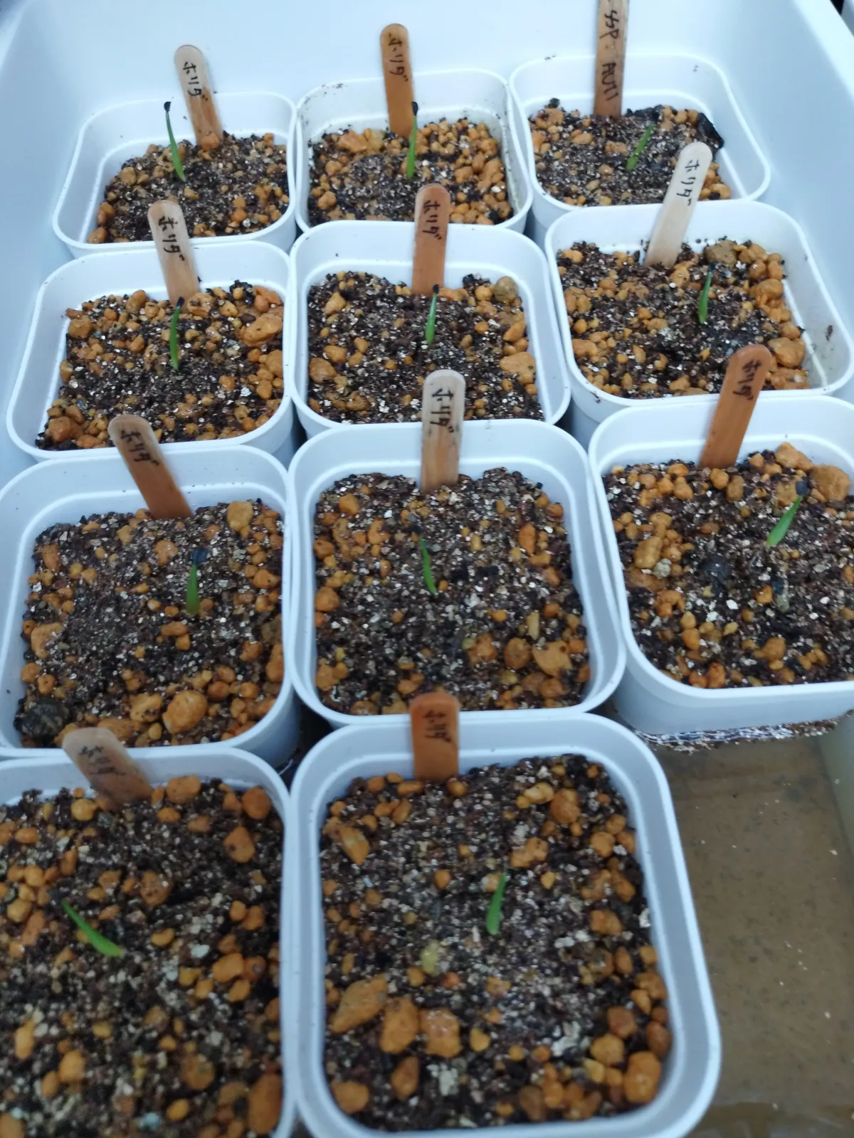 Agave horrida ssp. horrida (アガベ ホリダ)