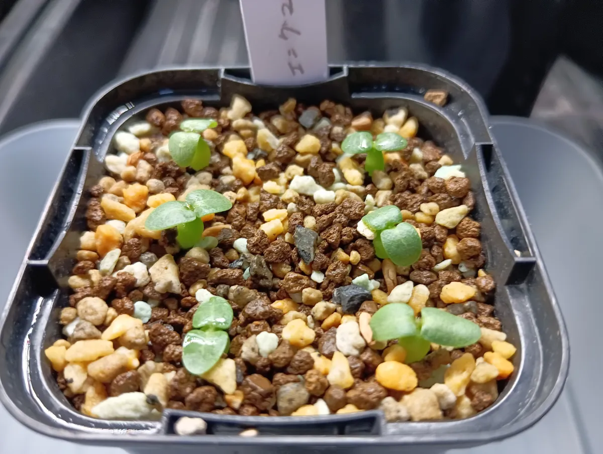 Pachypodium enigmaticum (パキポディウム エニグマチカム)