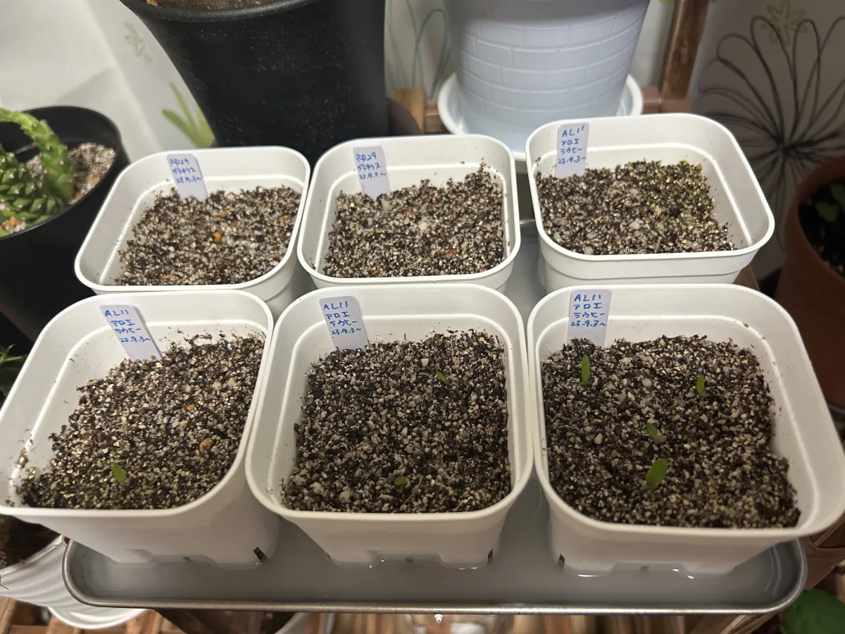 Aloe rauhii (アロエ ラウヒー)