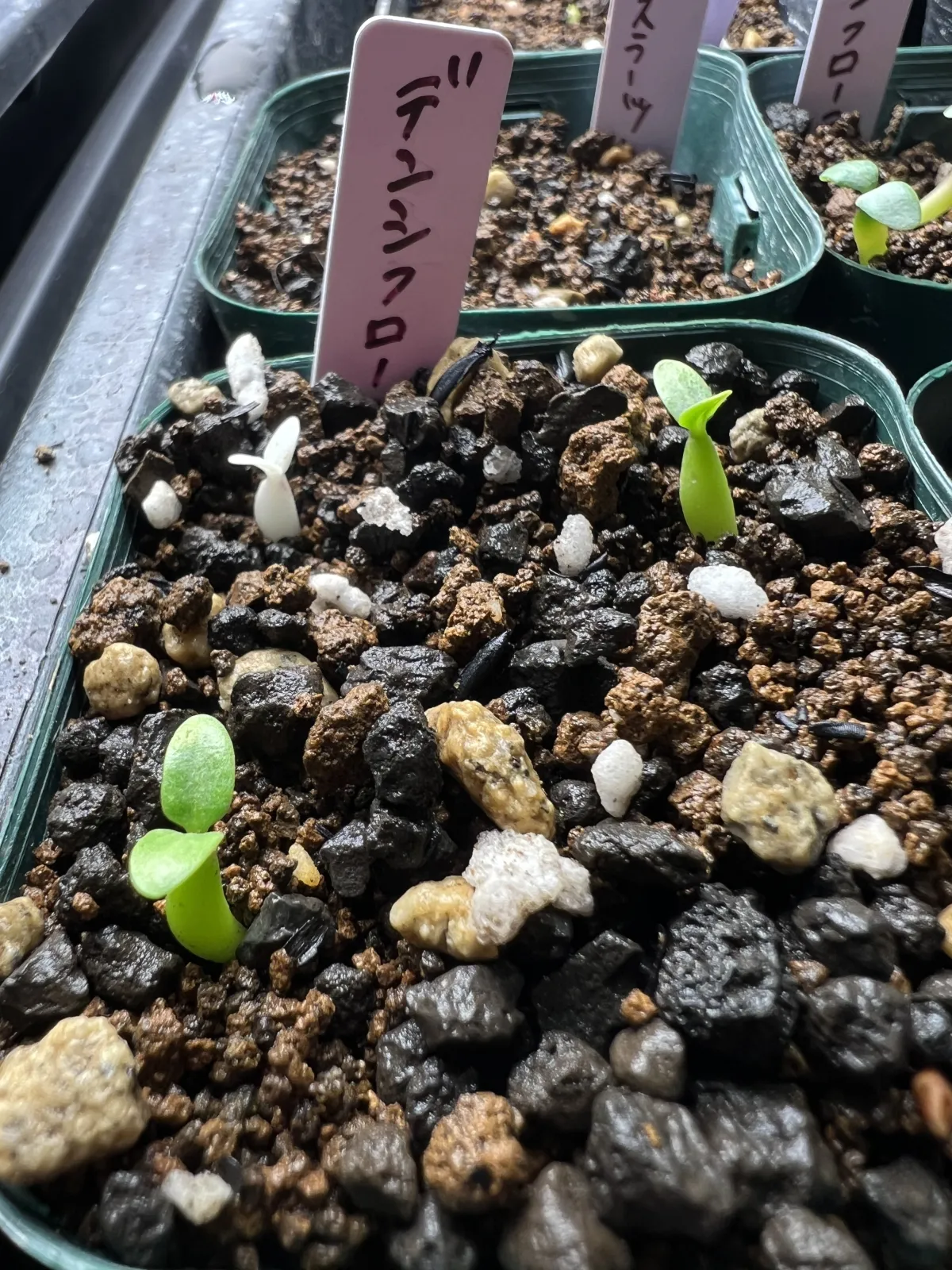 ミックス コーデックスメイン種子福袋  5000円