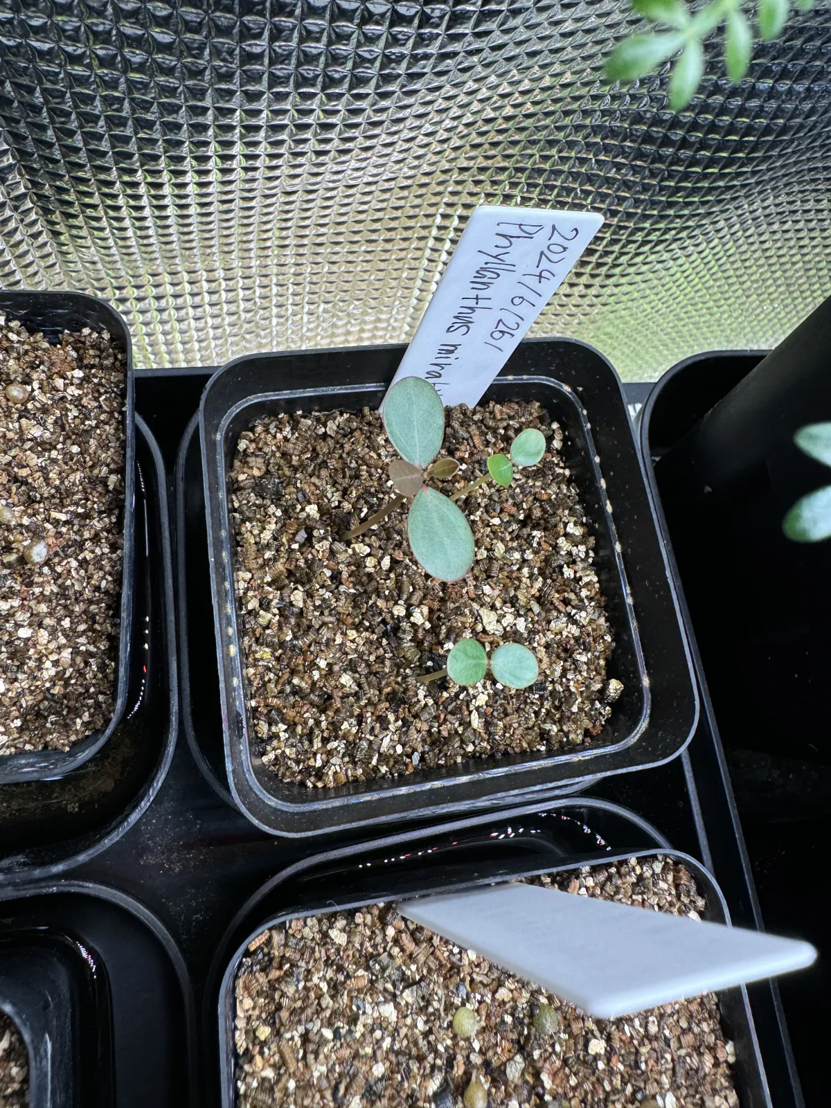 Phyllanthus mirabilis (フィランサス ミラビリス)