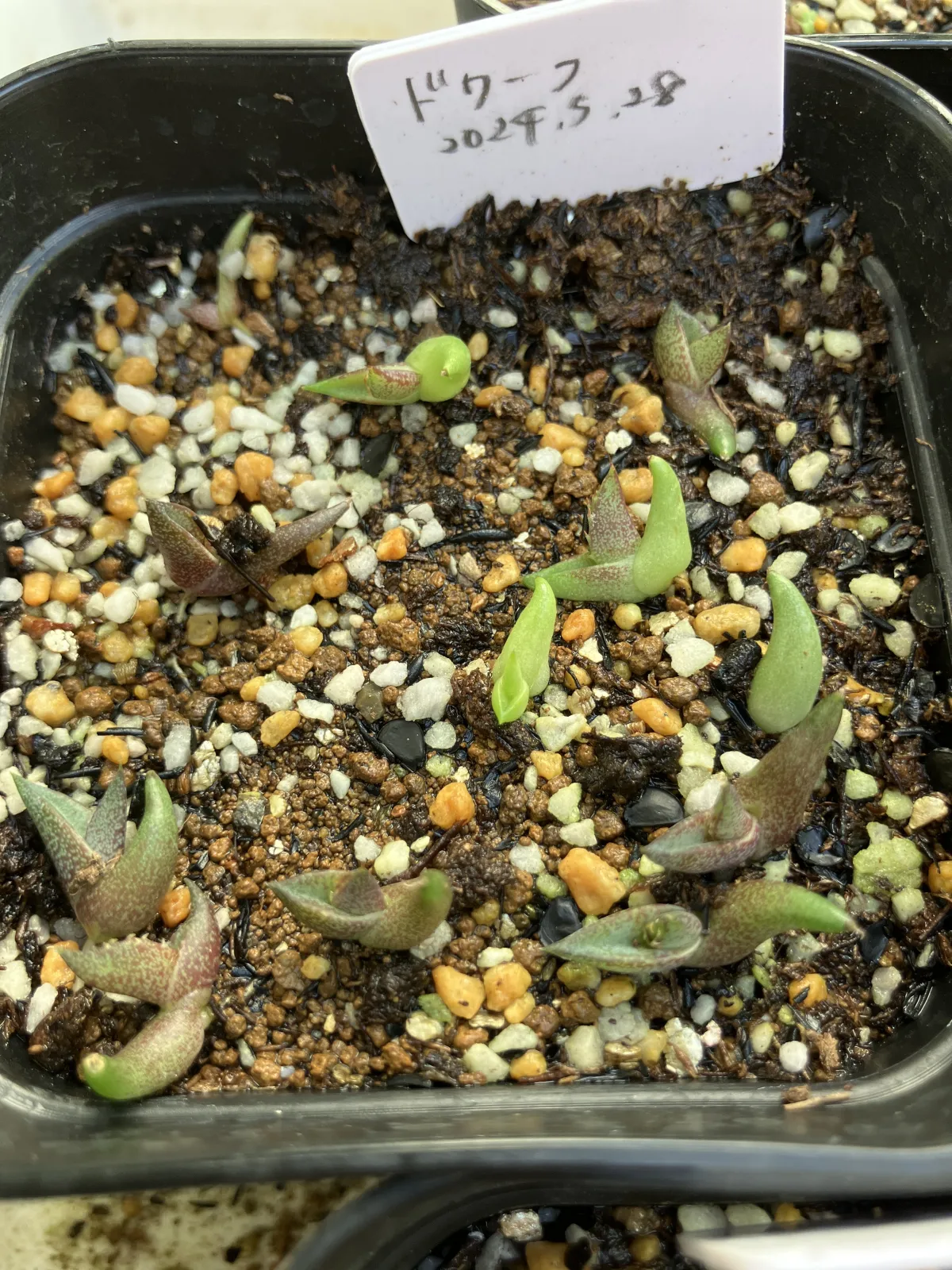 Agave titanota (アガベ チタノタ ドワーフ)