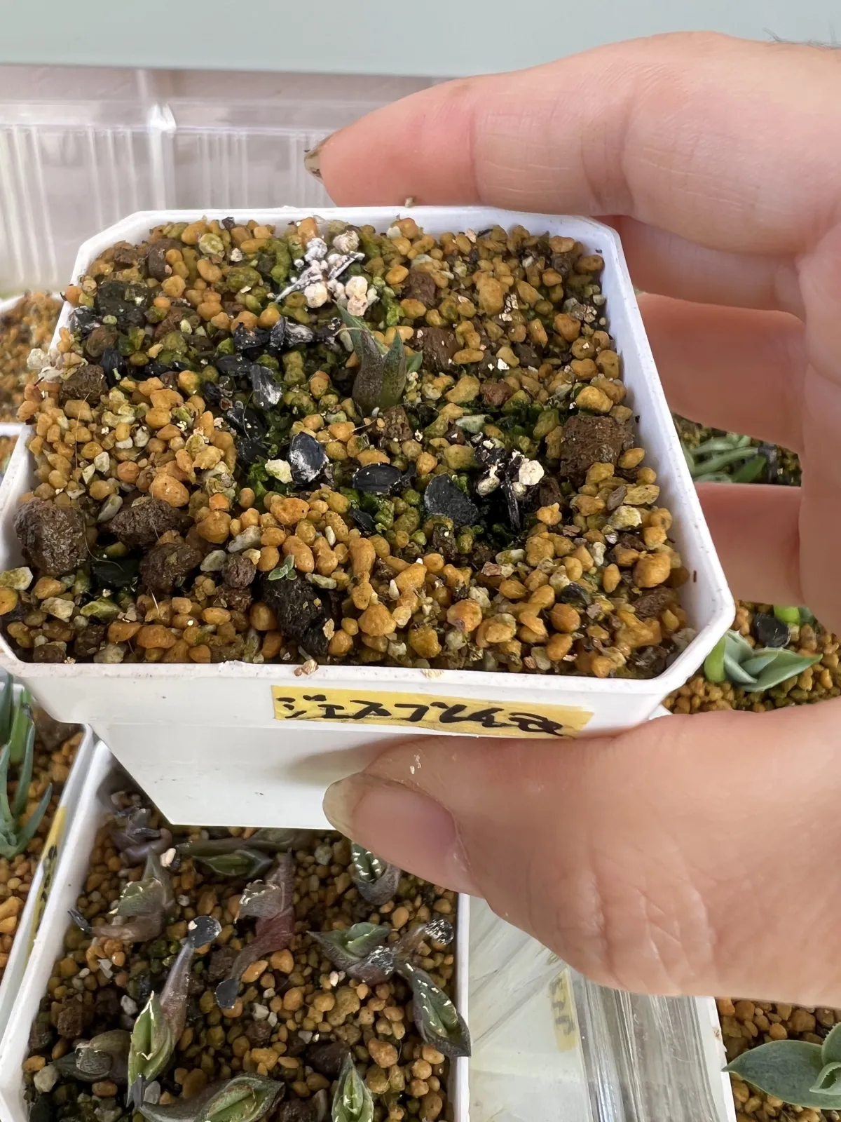 Agave ghiesbreghtii (アガベ ジェスブレイティ)