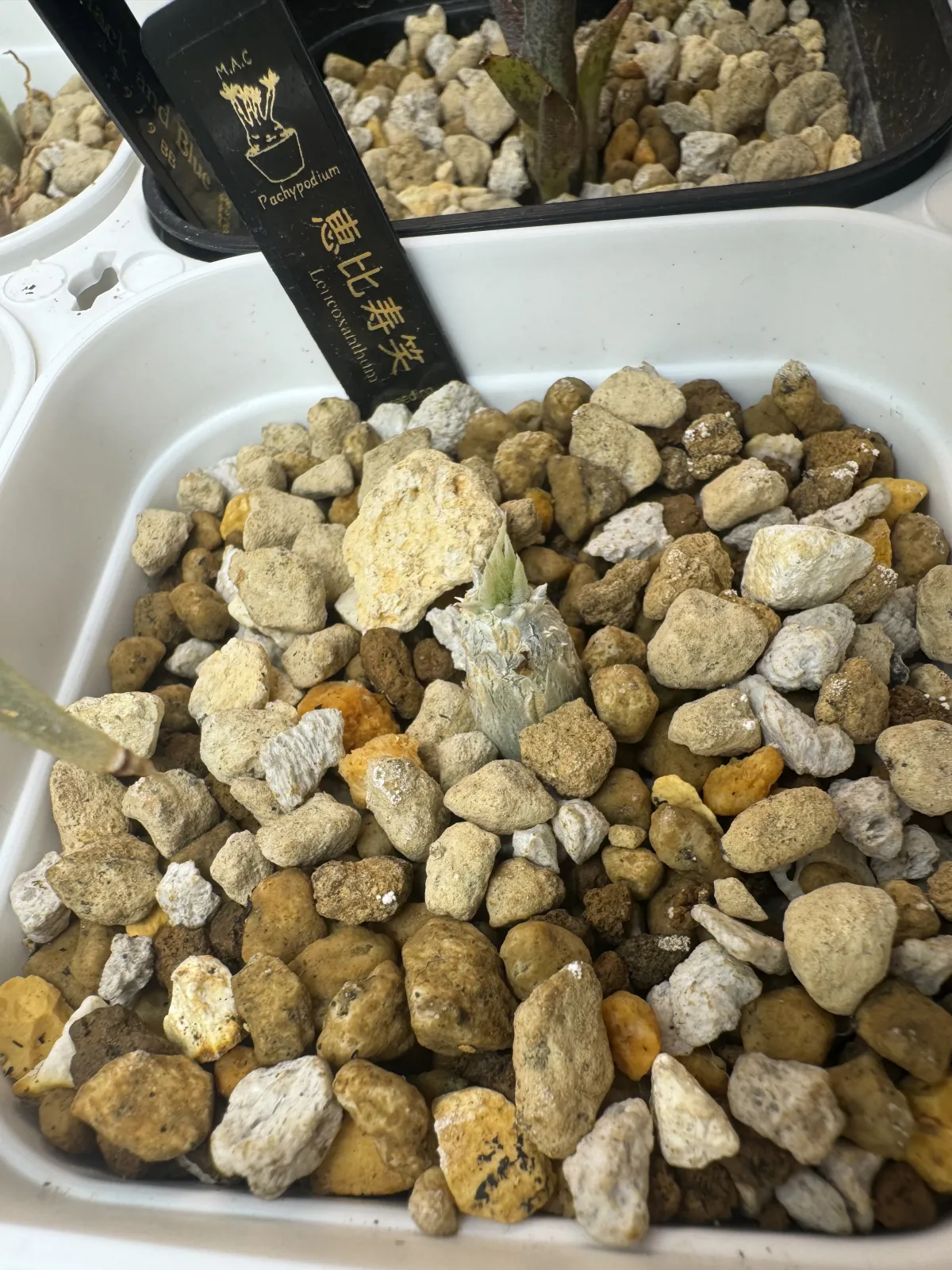 Pachypodium brevicaule subsp. leucoxanthum (パキポディウム レウコキサンツム)