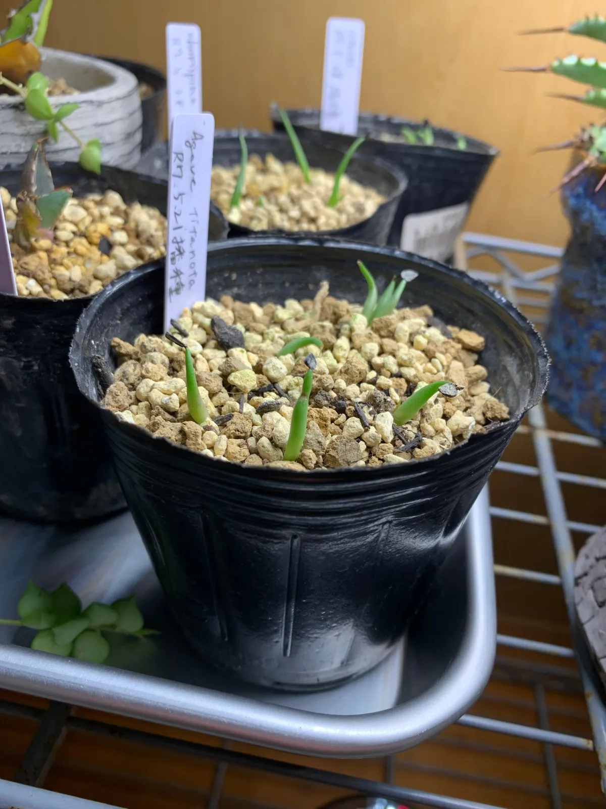 Agave titanota 'Blue' (アガベ チタノタブルー)