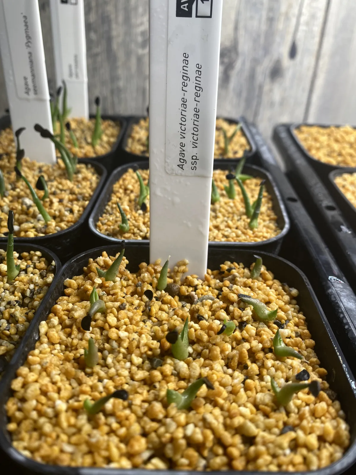 Agave victoriae-reginae (アガベ ビクトリアレジーナエ 笹の雪)