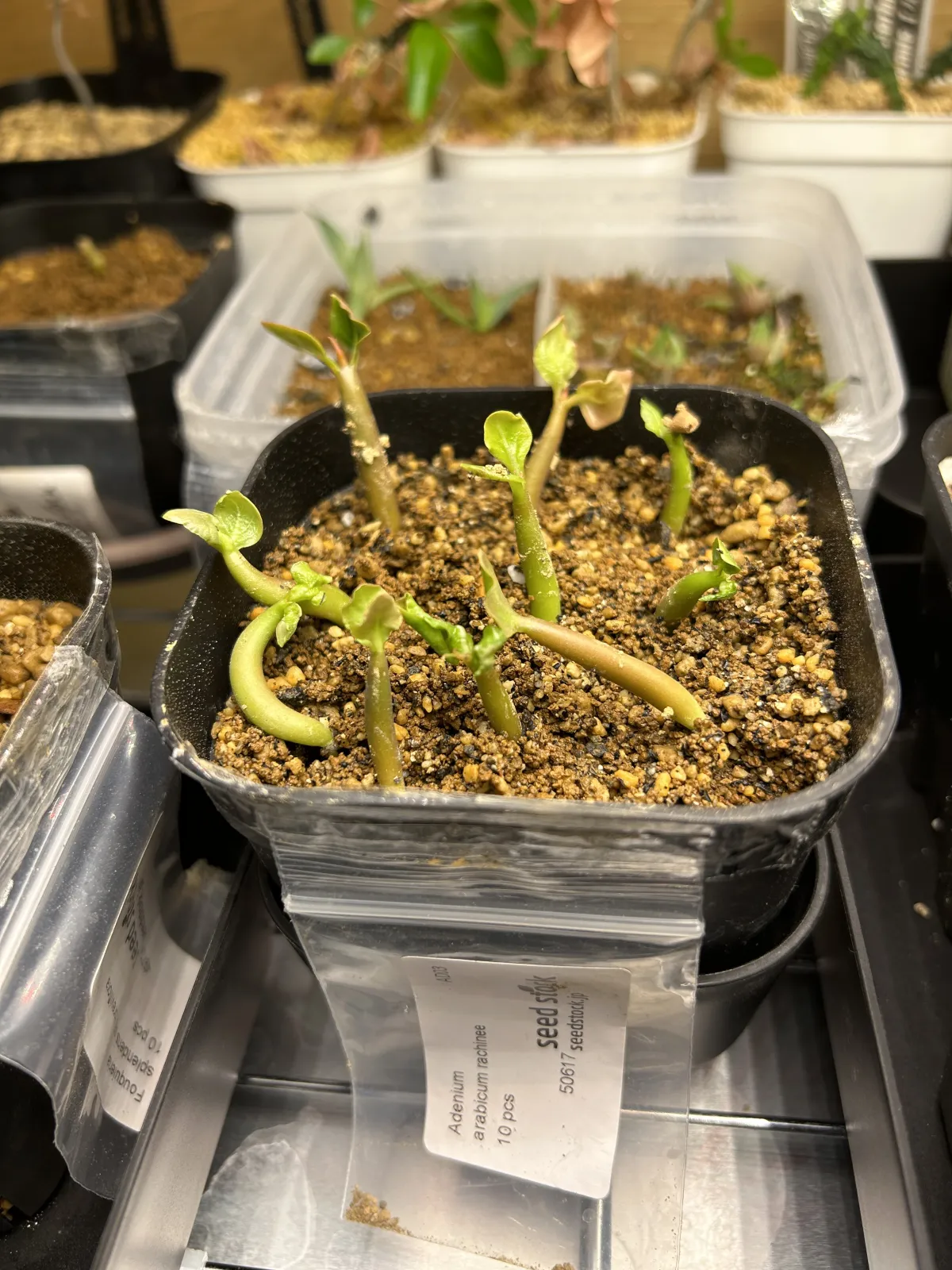 Adenium arabicum Rashiny (アデニウム アラビカム ラシニー)