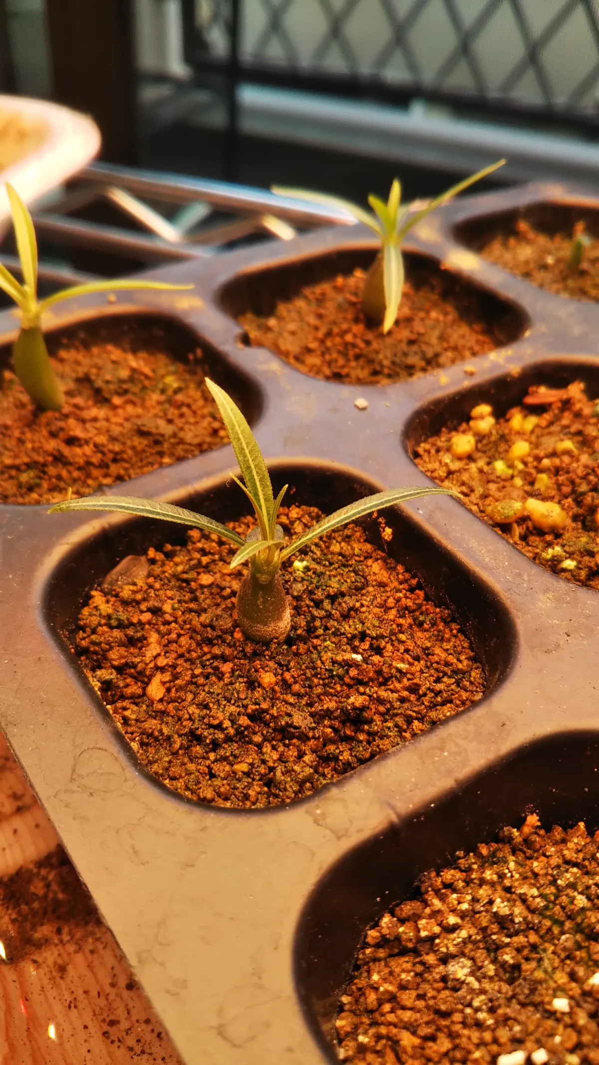 Pachypodium rosulatum var. gracilius (パキポディウム グラキリス)