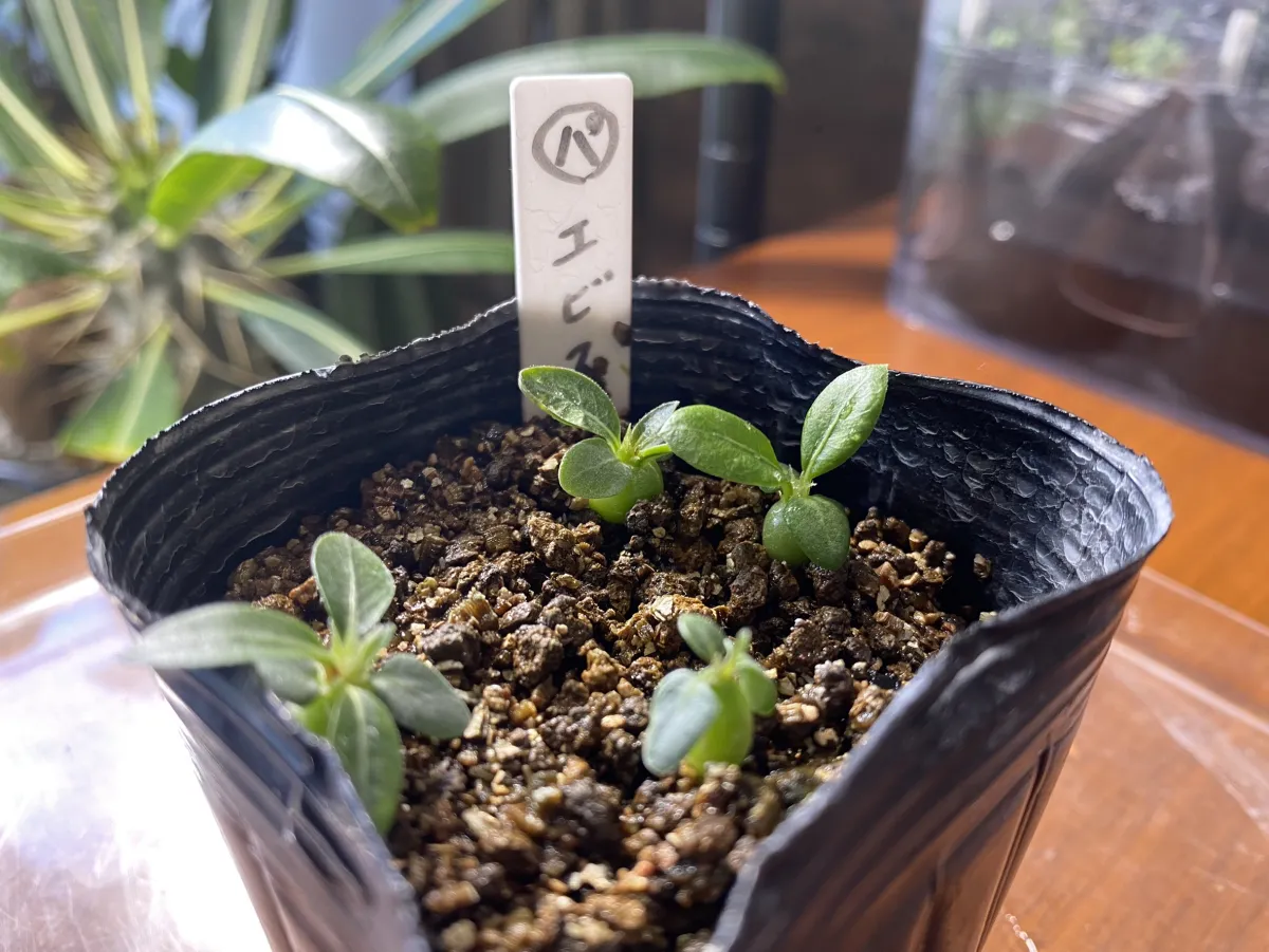 Pachypodium brevicaule subsp. leucoxanthum (パキポディウム レウコキサンツム)