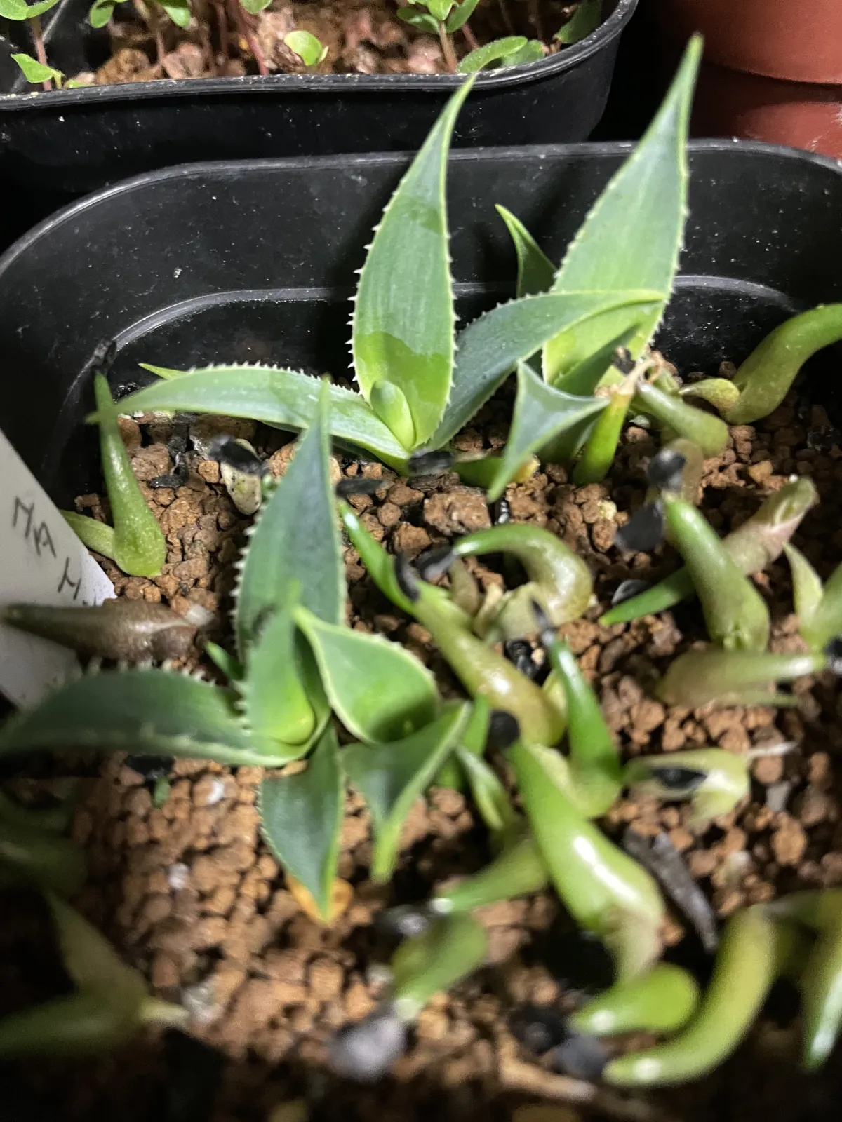 Agave utahensis ssp. utahensis (アガベ ユタエンシス)