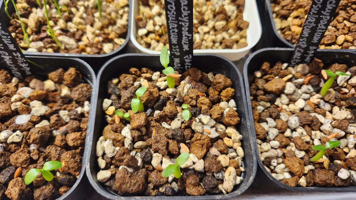 Pachypodium rosulatum subsp. makayense (パキポディウム マカイエンセ)