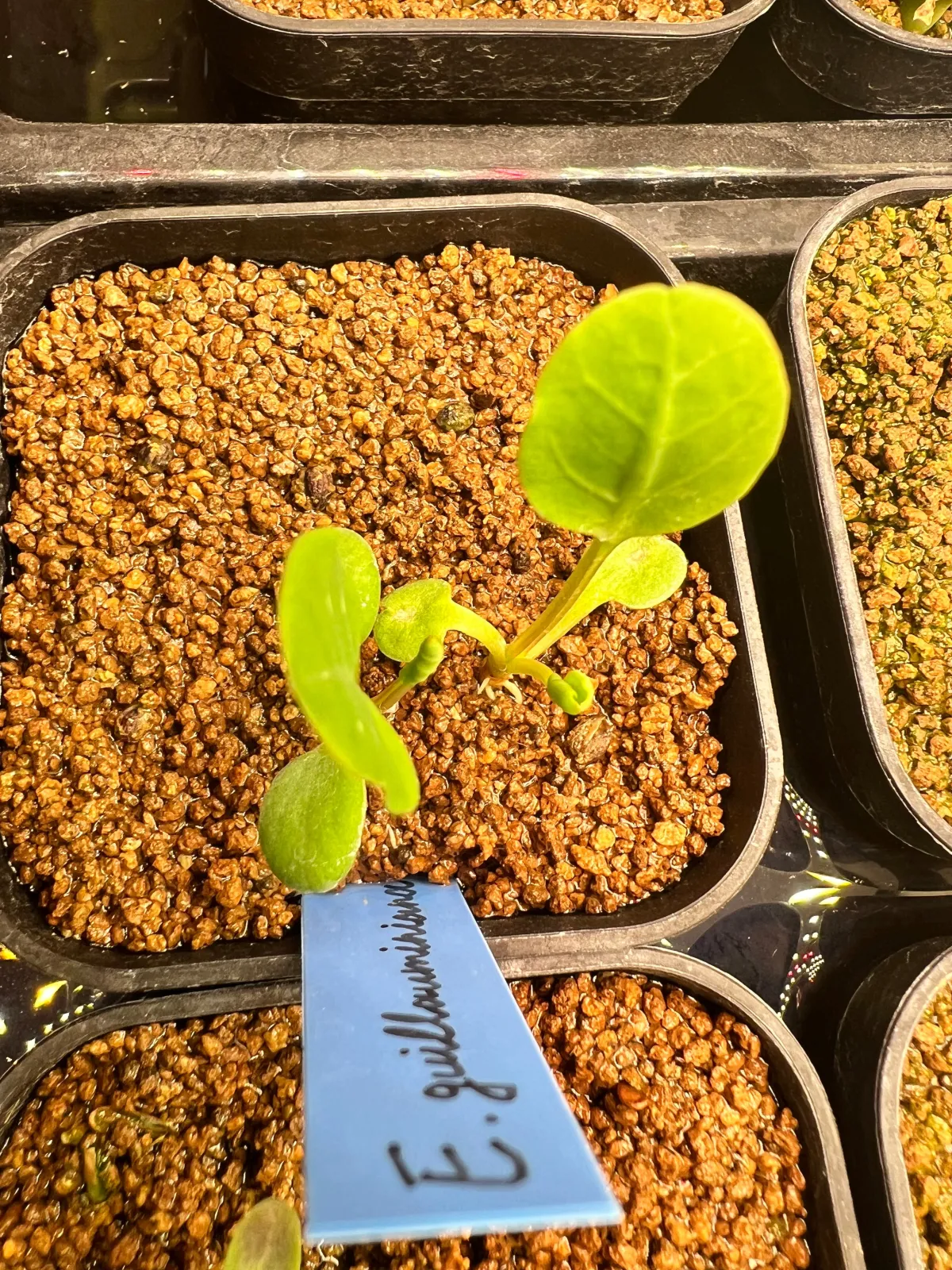 Euphorbia guillauminiana (ユーフォルビア ギラウミニアナ)