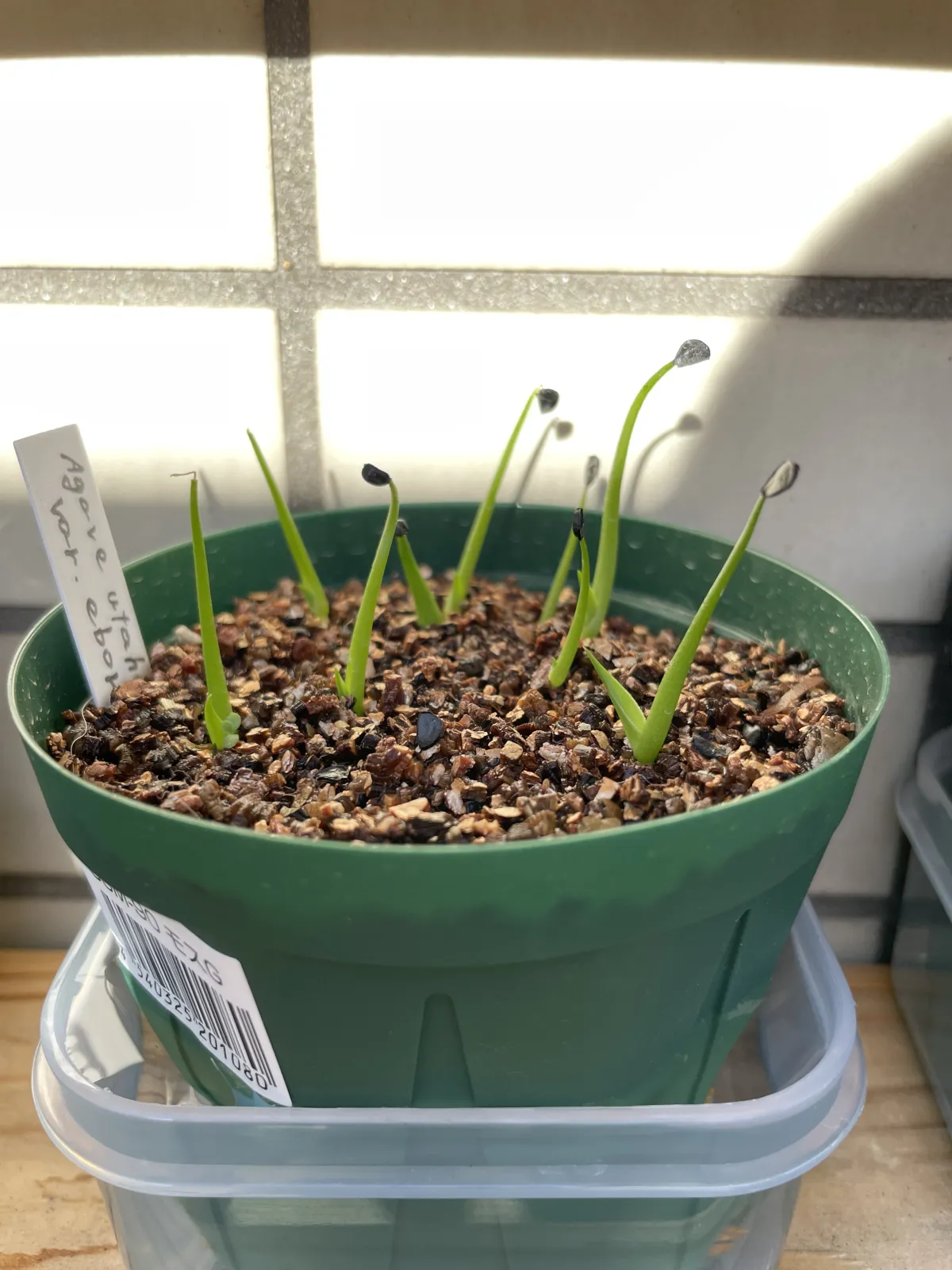 Agave utahensis var. eborispina (アガベ エボリスピナ)