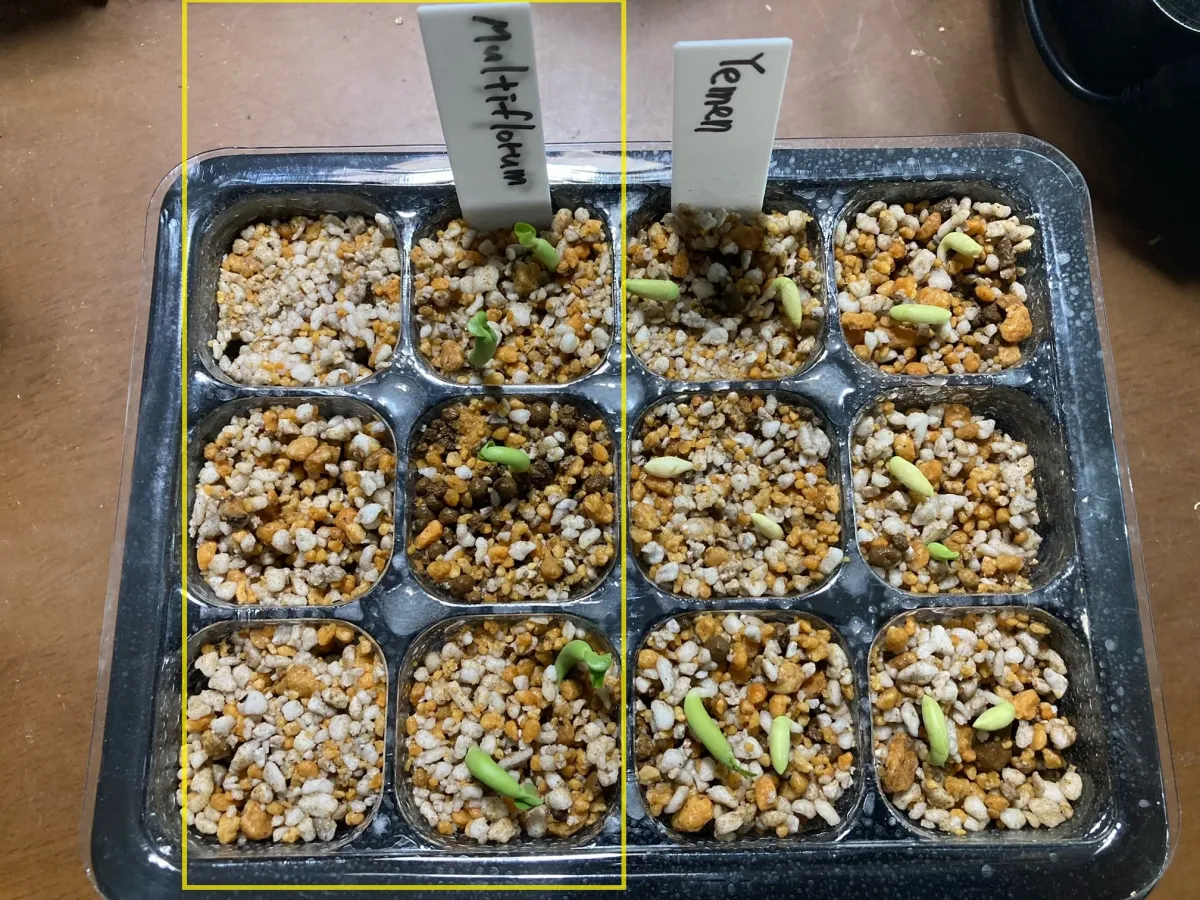 Adenium multiflorum (アデニウム マルチフローラム)