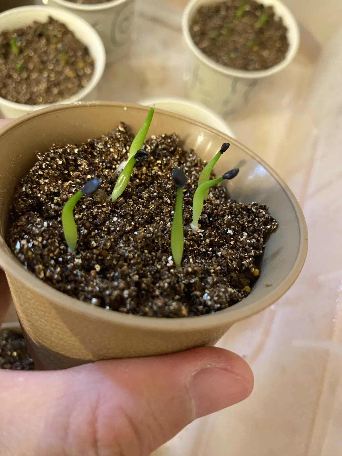 Agave oteroi (アガベ オテロイ)