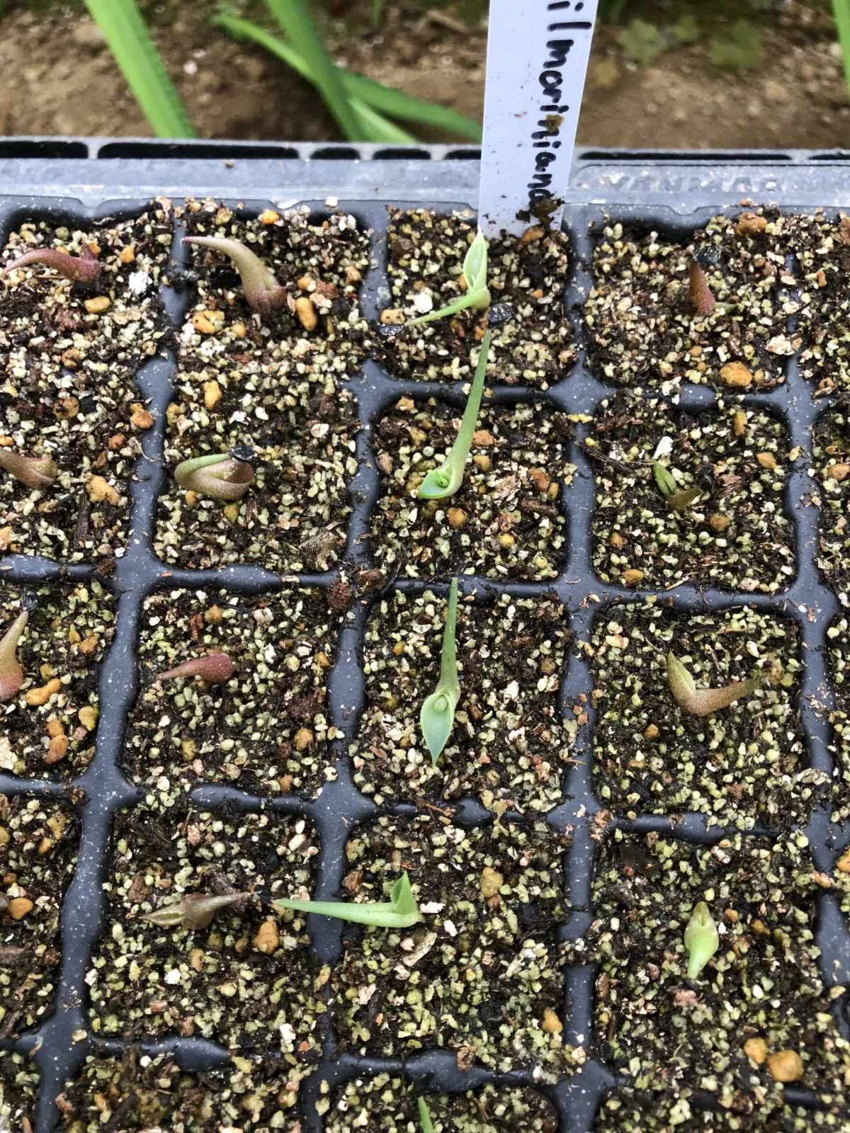 Agave vilmoriniana (アガベ ビルモリニアナ)