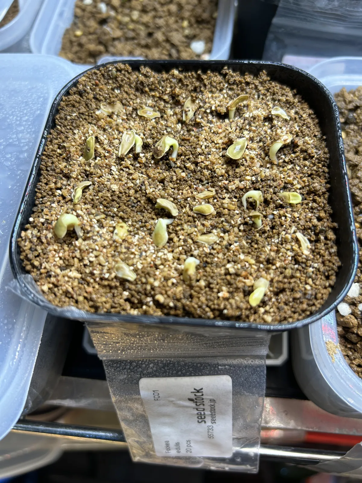 Fockea edulis (フォッケア 火星人)