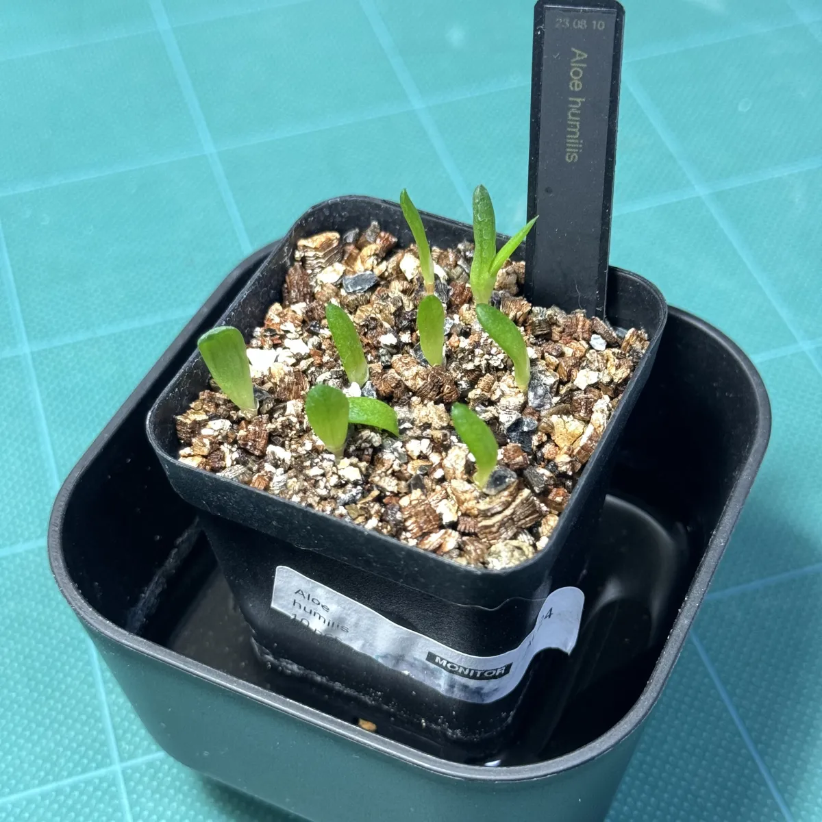 Aloe humilis (アロエ フミリス)