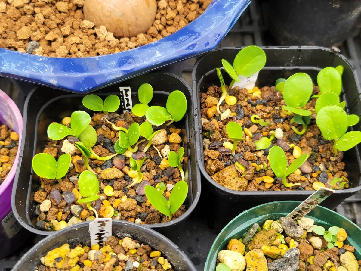 Bolusanthus speciosus (ボルサンサス スペシオサス)