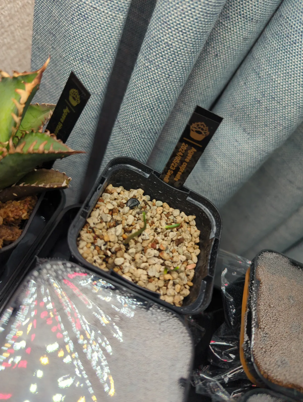 Agave cupreata (アガベ クプレアータ)