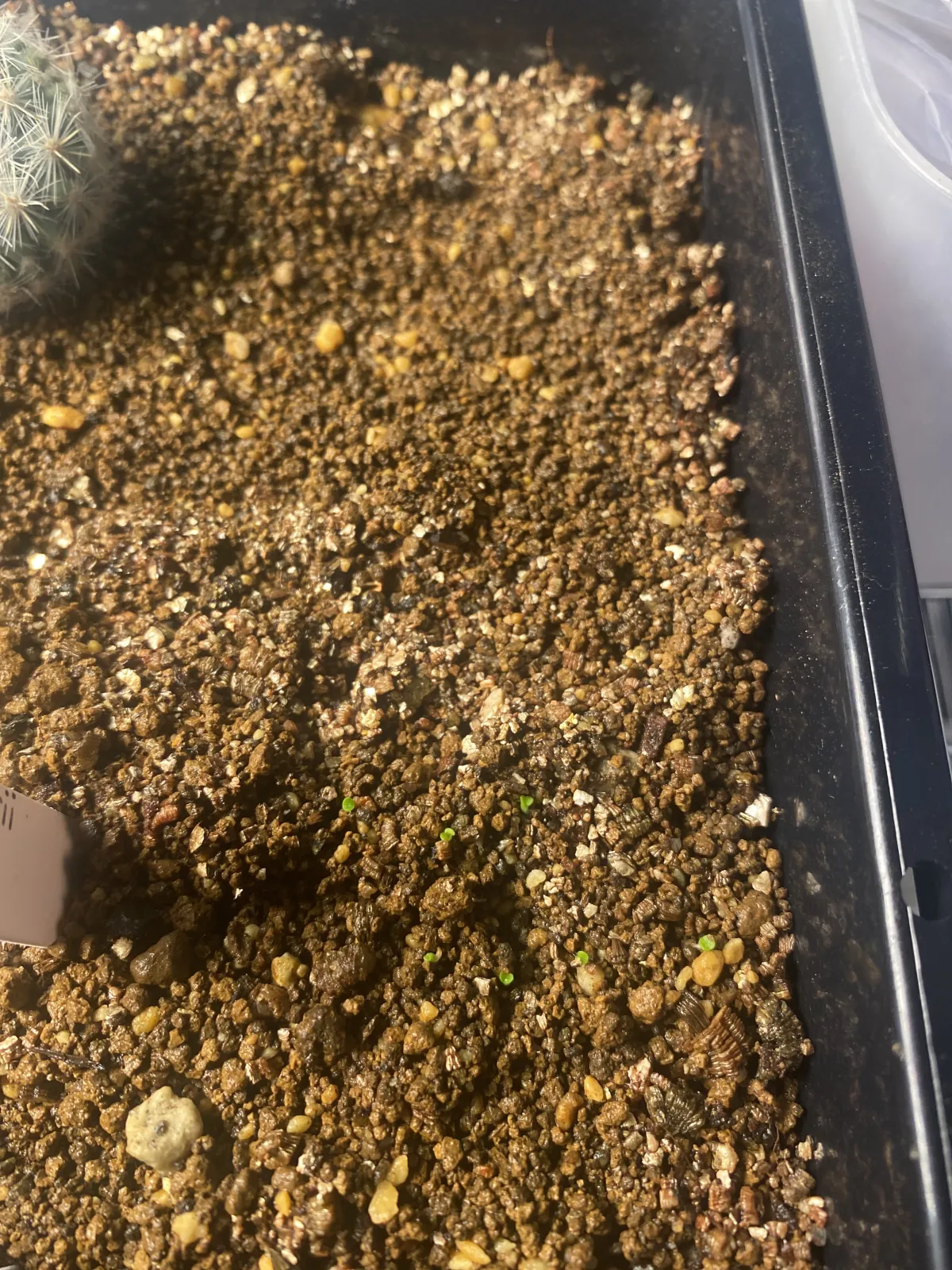 Lithops schwantesii var. urikosensis (リトープス シュワンテシー ウリコセンシス)