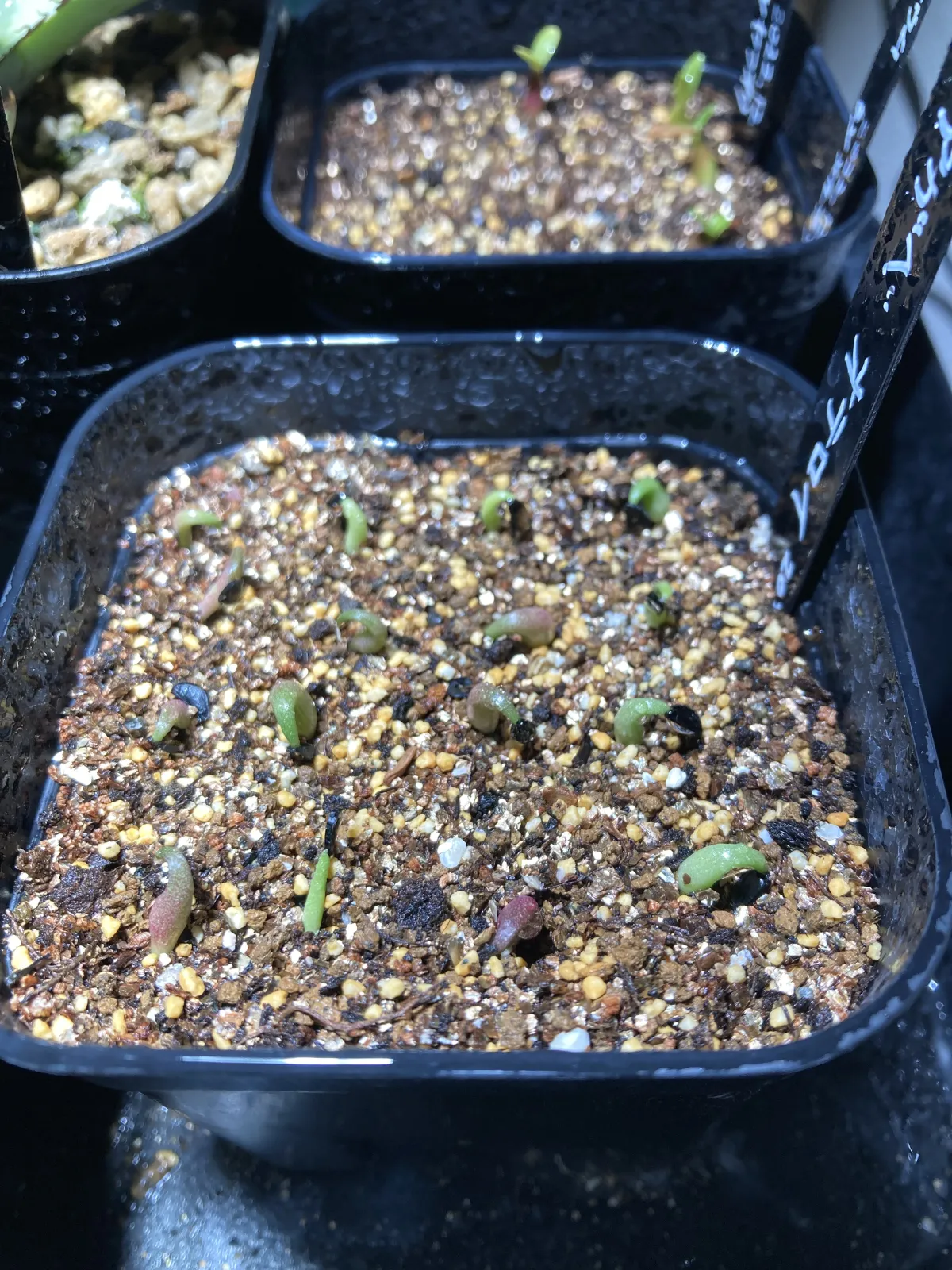 Agave oteroi (アガベ オテロイ)