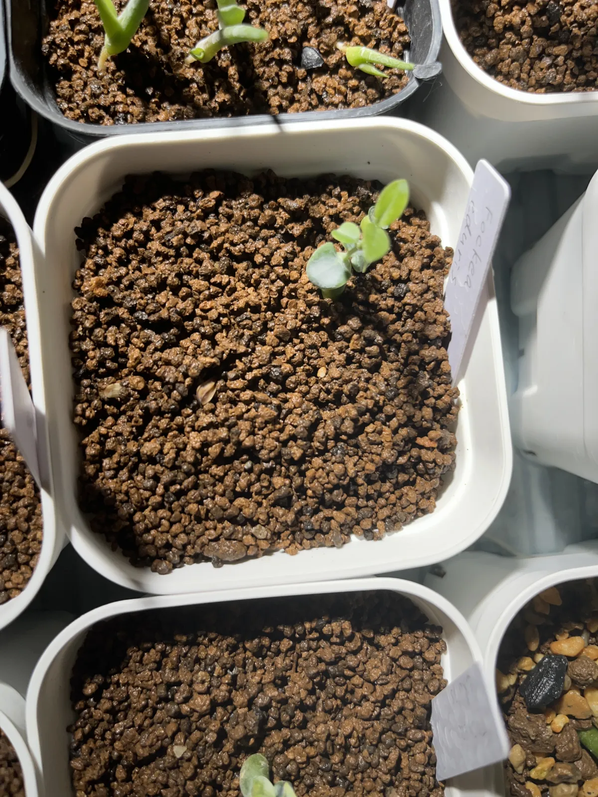 Fockea edulis (フォッケア 火星人)