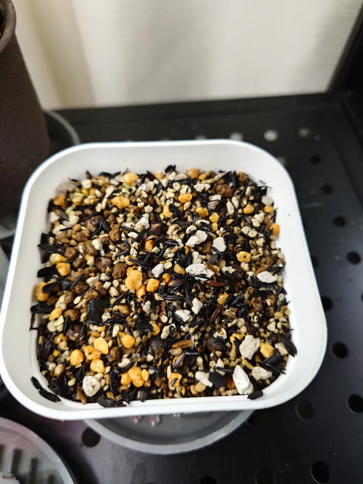 Operculicarya pachypus (オペルクリカリア パキプス2025D)