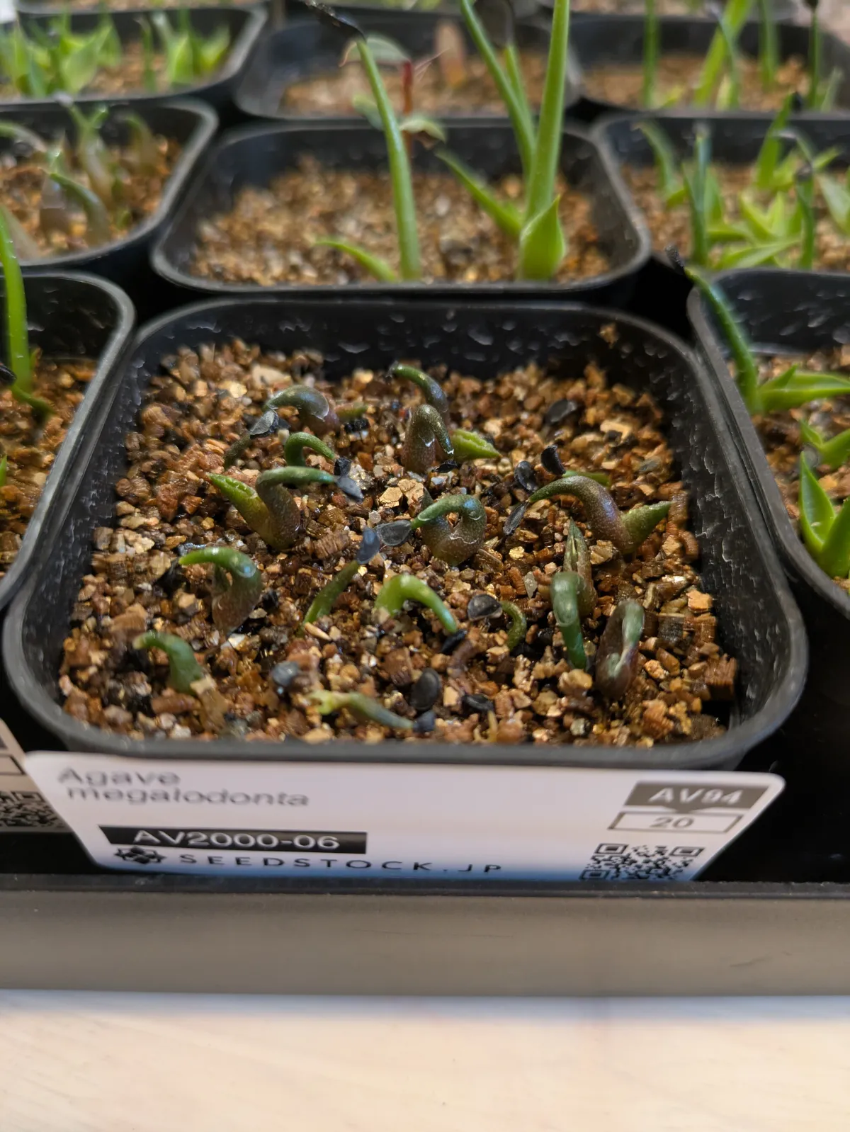 Agave megalodonta (アガベ メガロドンタ)