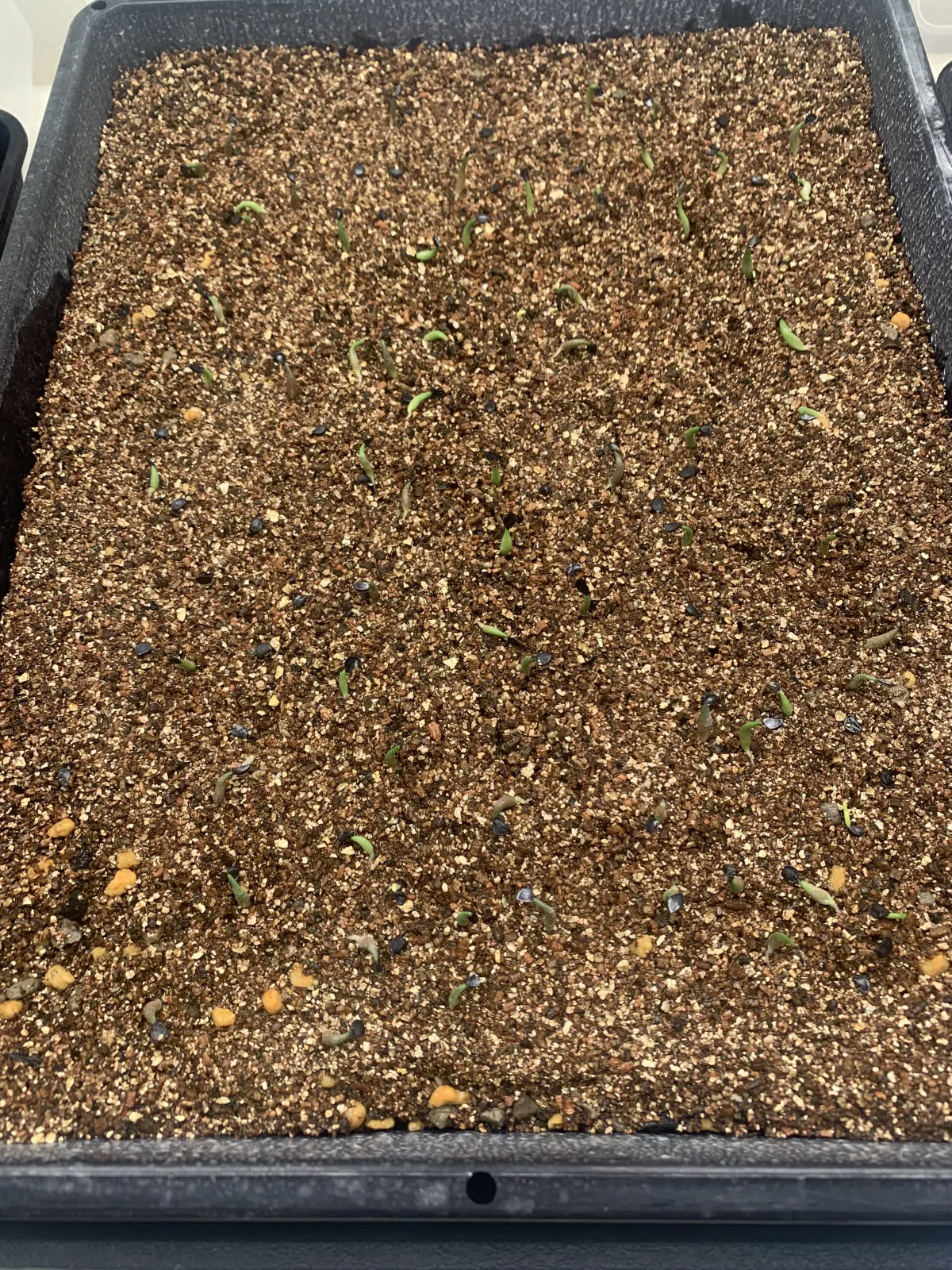 Agave titanota (アガベ チタノタ ドワーフ)