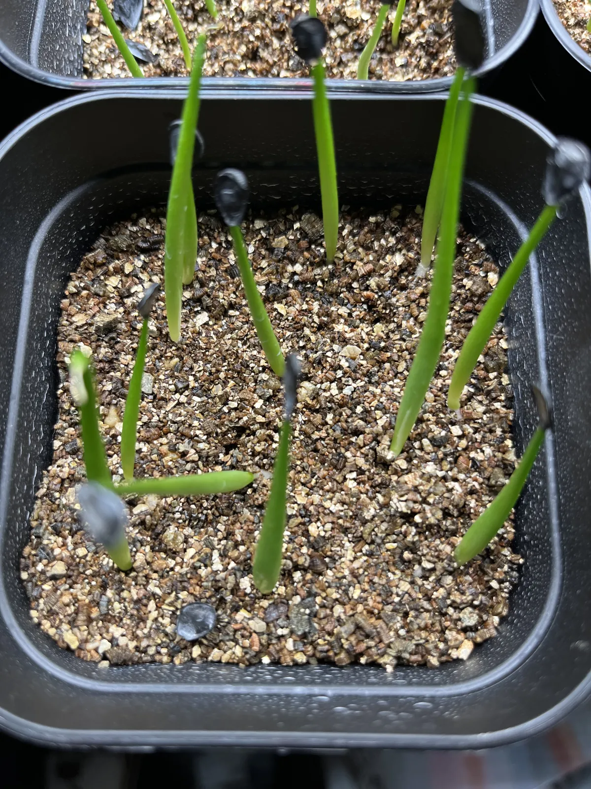 Agave parryi x flexispina (アガベ パリー x フレキシスピナ)