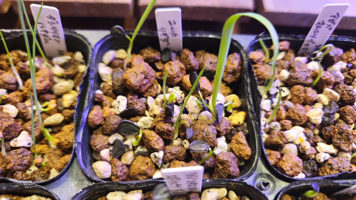 Yucca rigida (ユッカ リギダ)