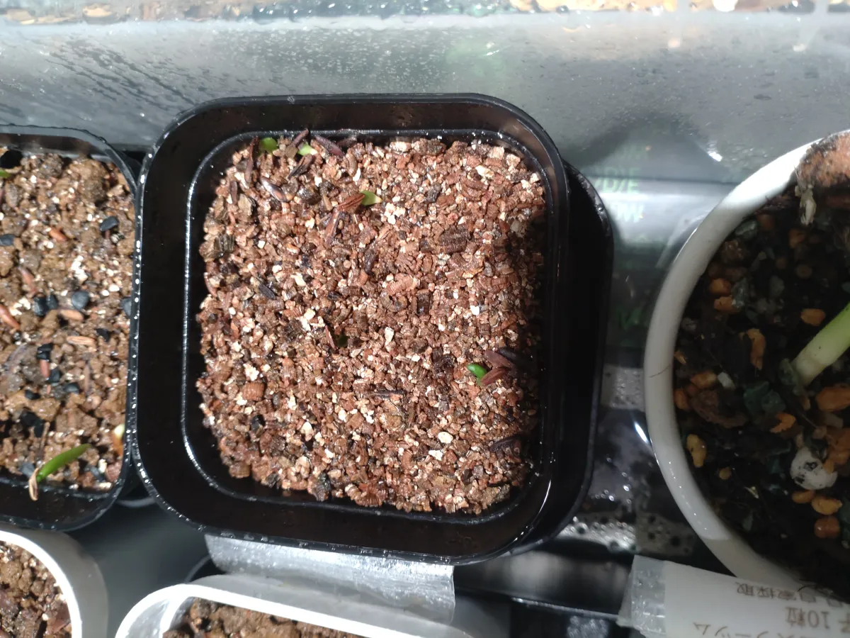 Pachypodium rosulatum var. gracilius (パキポディウム グラキリス)