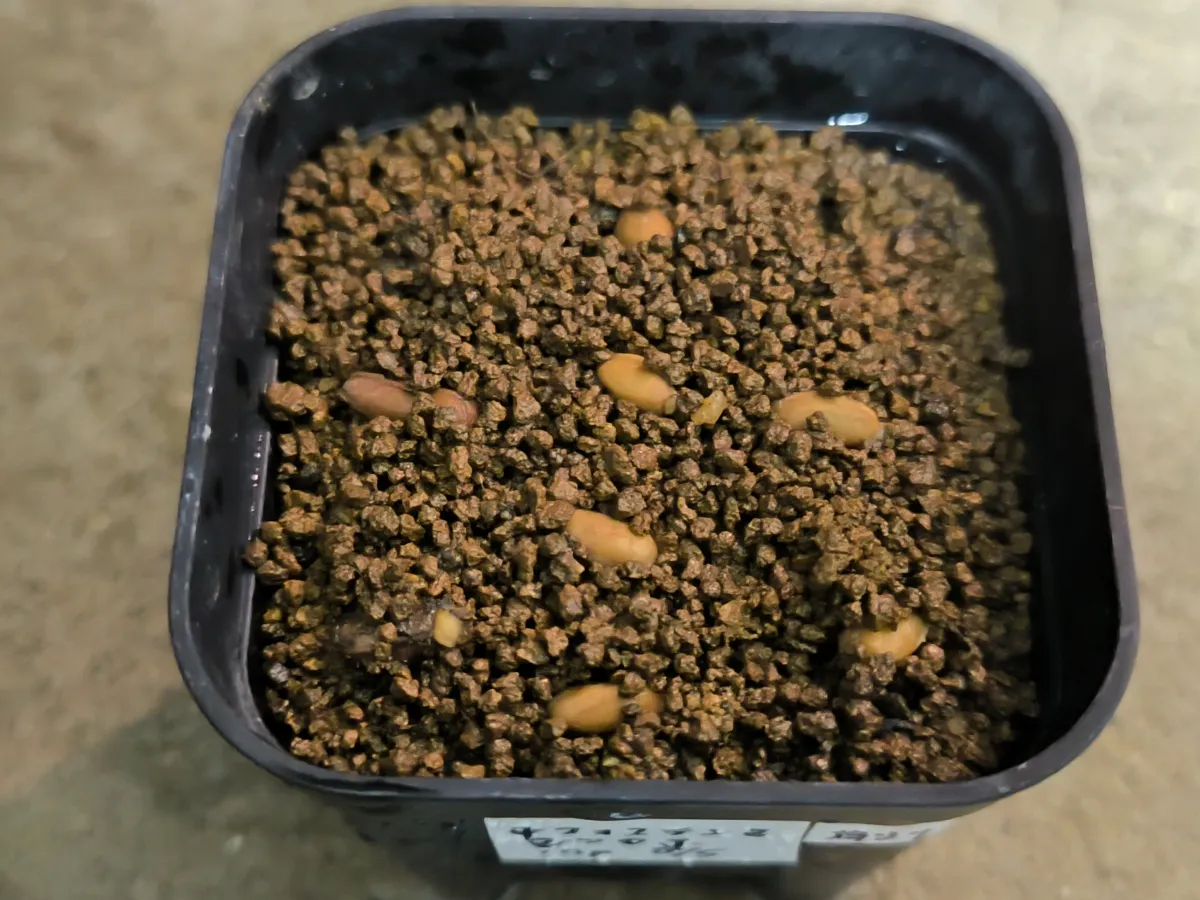 Cyphostemma juttae (キフォステンマ ユッタエ)