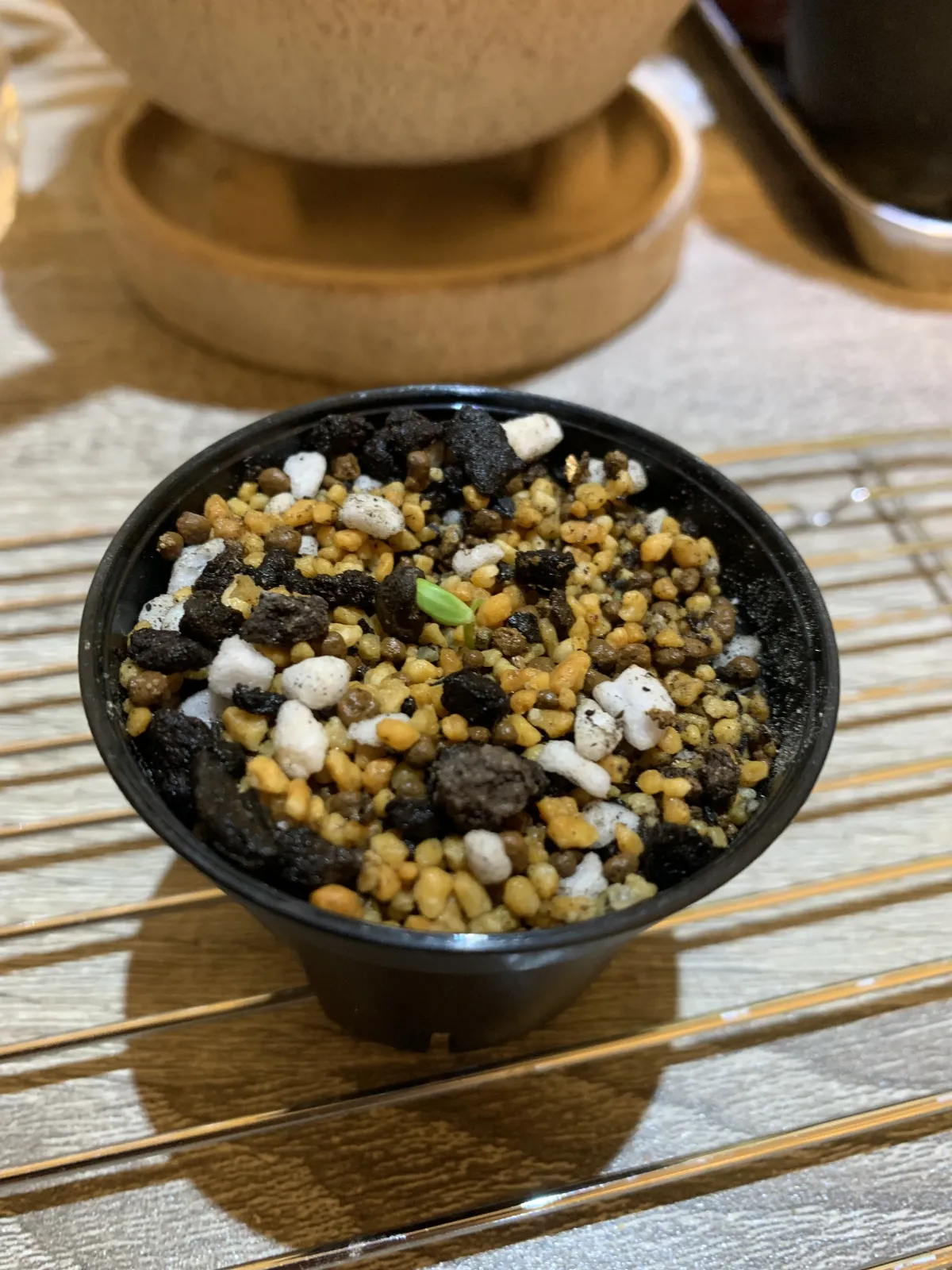 Operculicarya decaryi (オペルクリカリア デカリー)