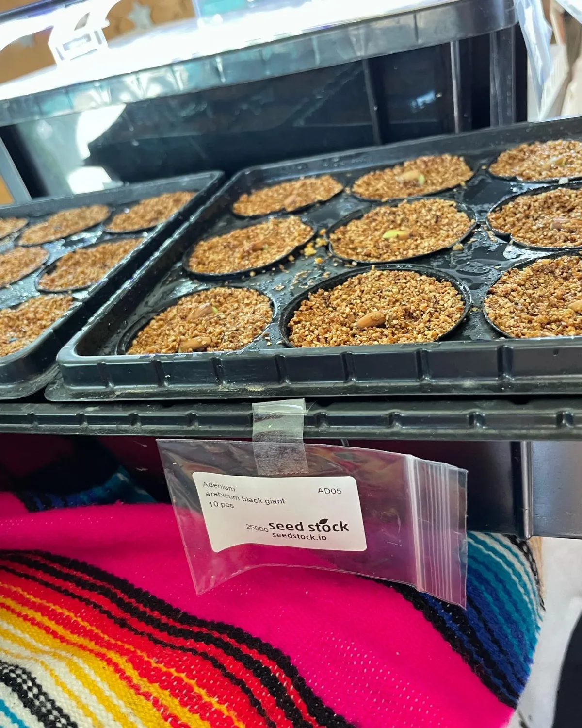 Adenium arabicum Black Giant (アデニウム アラビカム ブラックジャイアント)