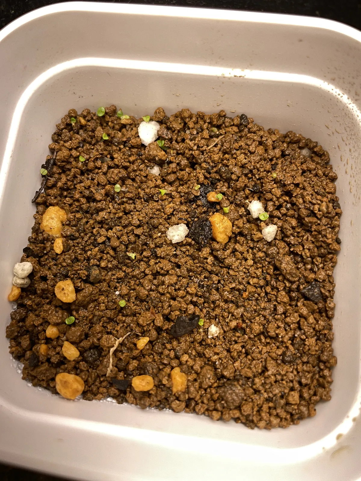 Monilaria moniliforme (モニラリア モニリフォルメ)