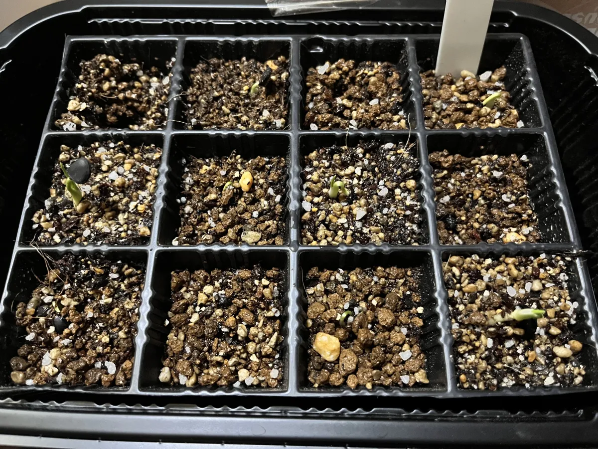 Yucca brevifolia (ユッカ ブレビフォリア)