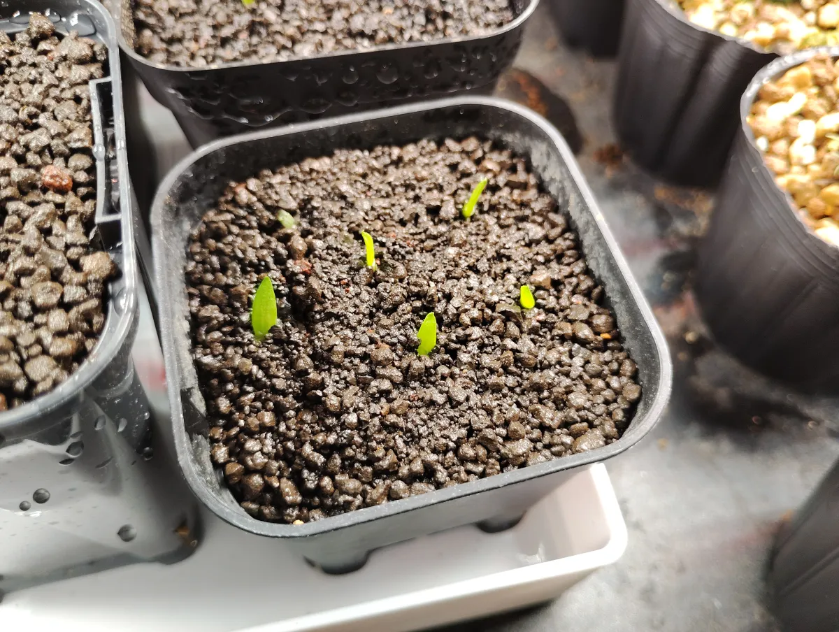 Aloe vaombe (アロエ バオンベ)