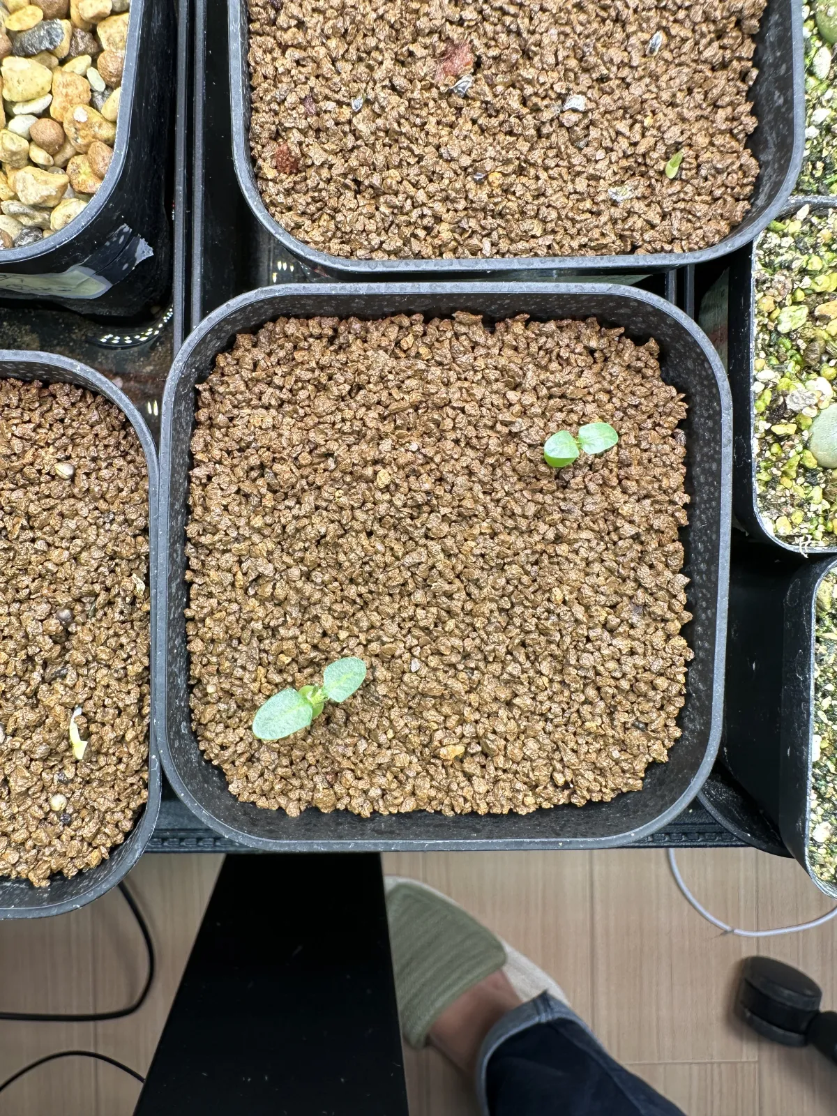 Pachypodium rosulatum var. inopinatum (パキポディウム イノピナツム)