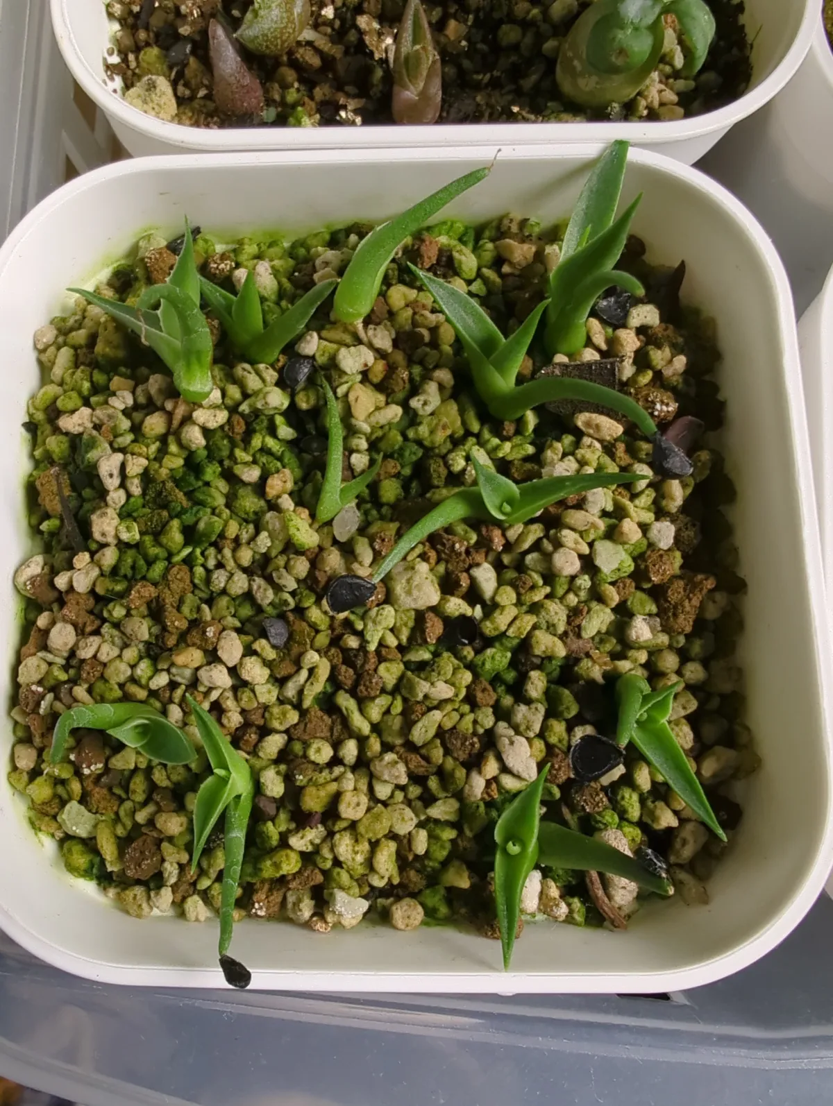 Agave utahensis var. eborispina (アガベ エボリスピナ)