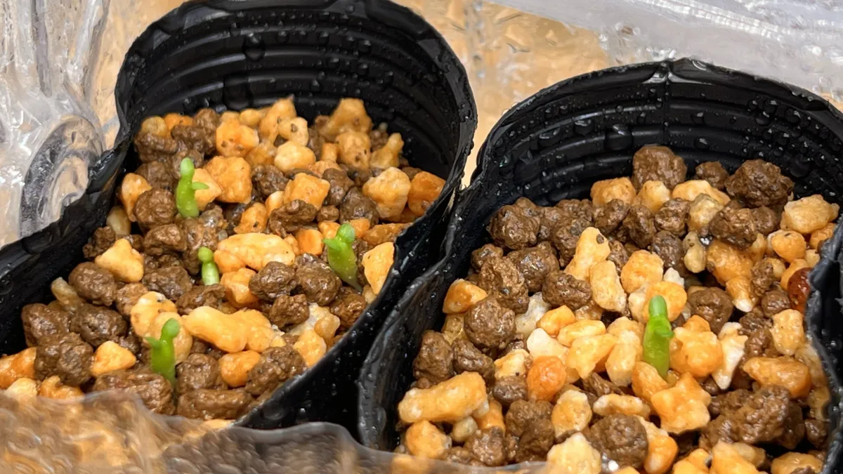 Euphorbia stellata (ユーフォルビア ステラータ 飛竜)