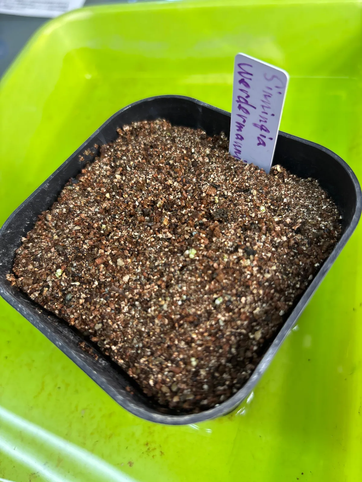 Sinningia werdermannii (シンニンギア ウェルデルマニー)