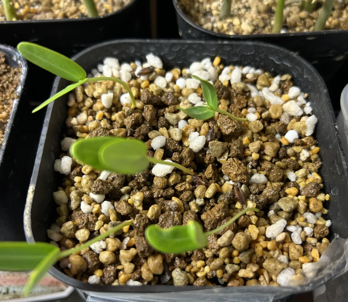 Senna meridionalis (センナ メリディオナリス)