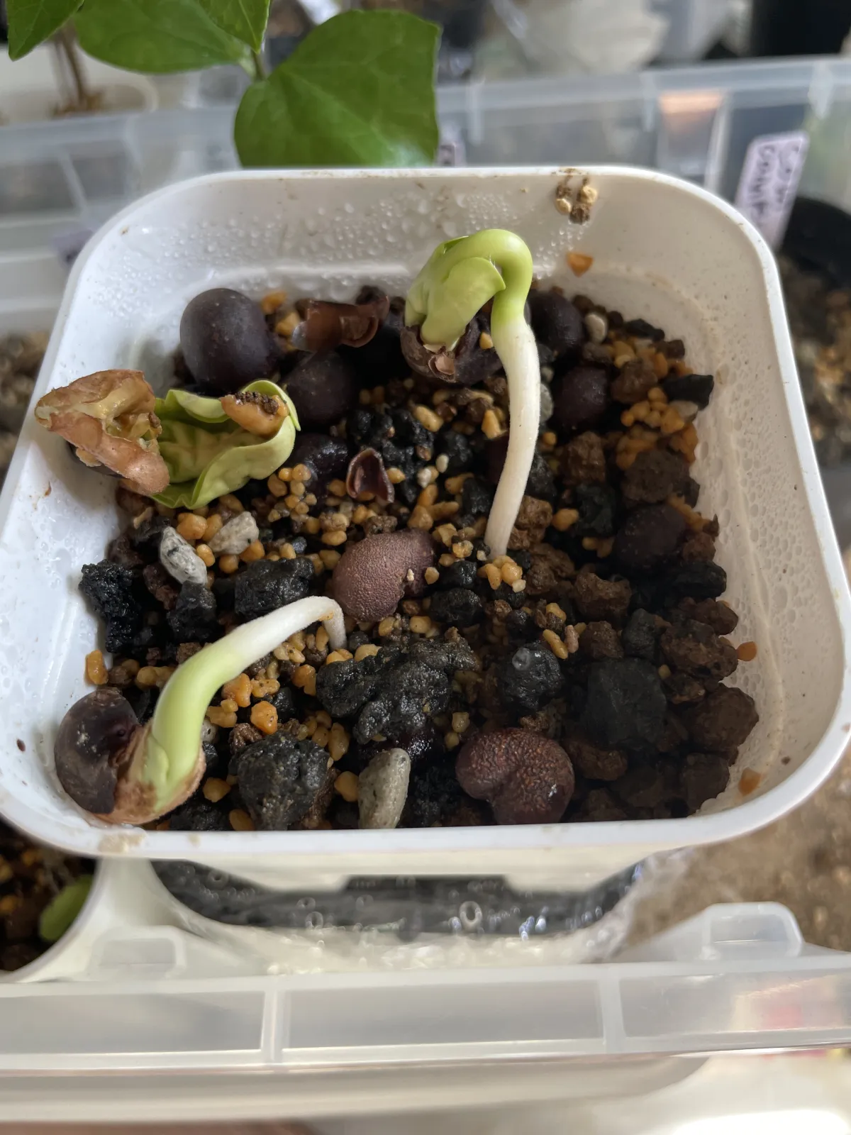 Adansonia digitata (アダンソニア（バオバブ） ディギタータ)