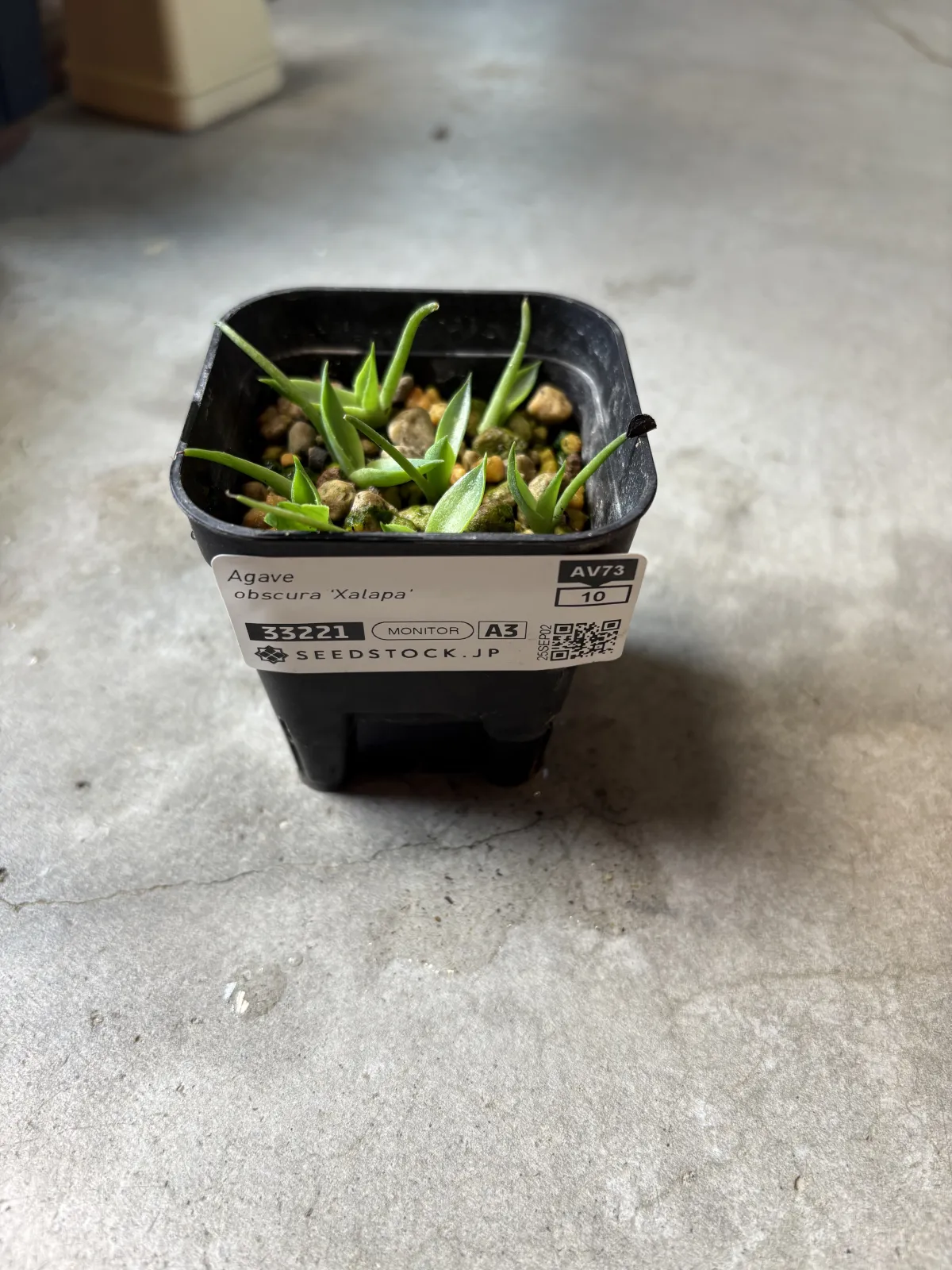 Agave obscura 'Xalapa' (アガベ オブスキュラ ハラパ)