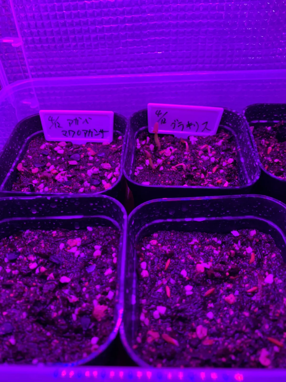 Pachypodium rosulatum var. gracilius (パキポディウム グラキリス)