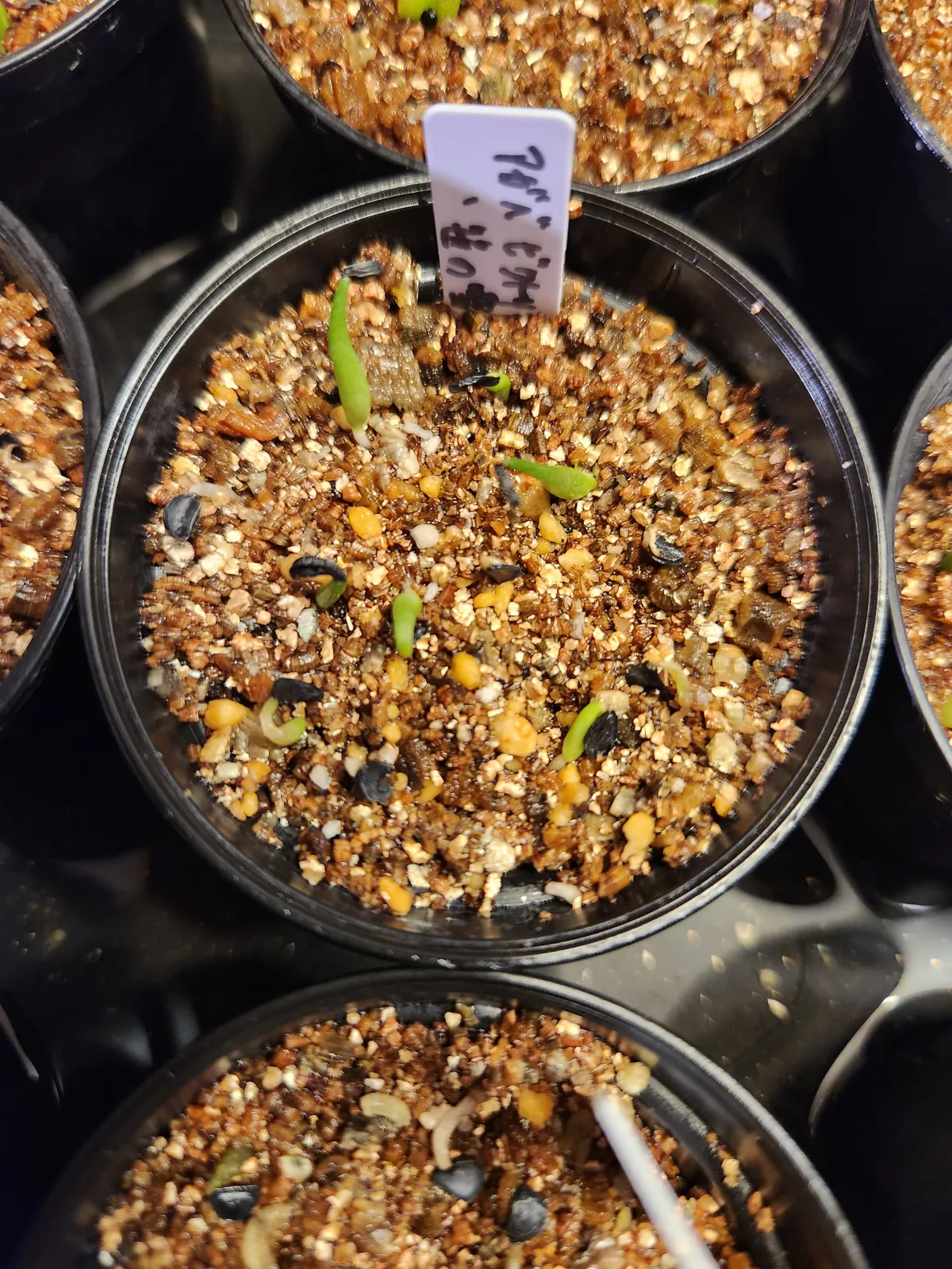 Agave victoriae-reginae (アガベ ビクトリアレジーナエ 笹の雪)