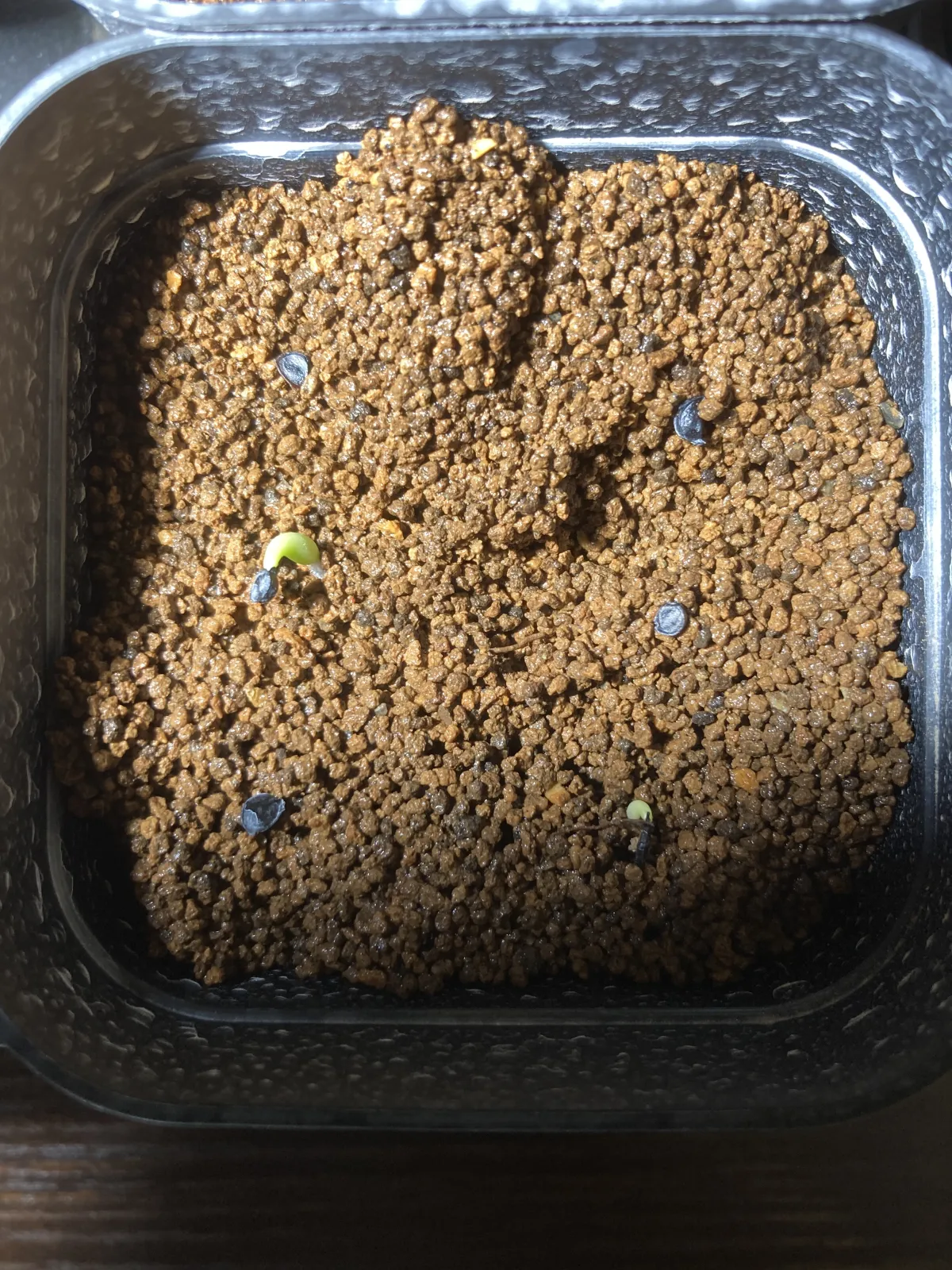 Agave oteroi (アガベ オテロイ)