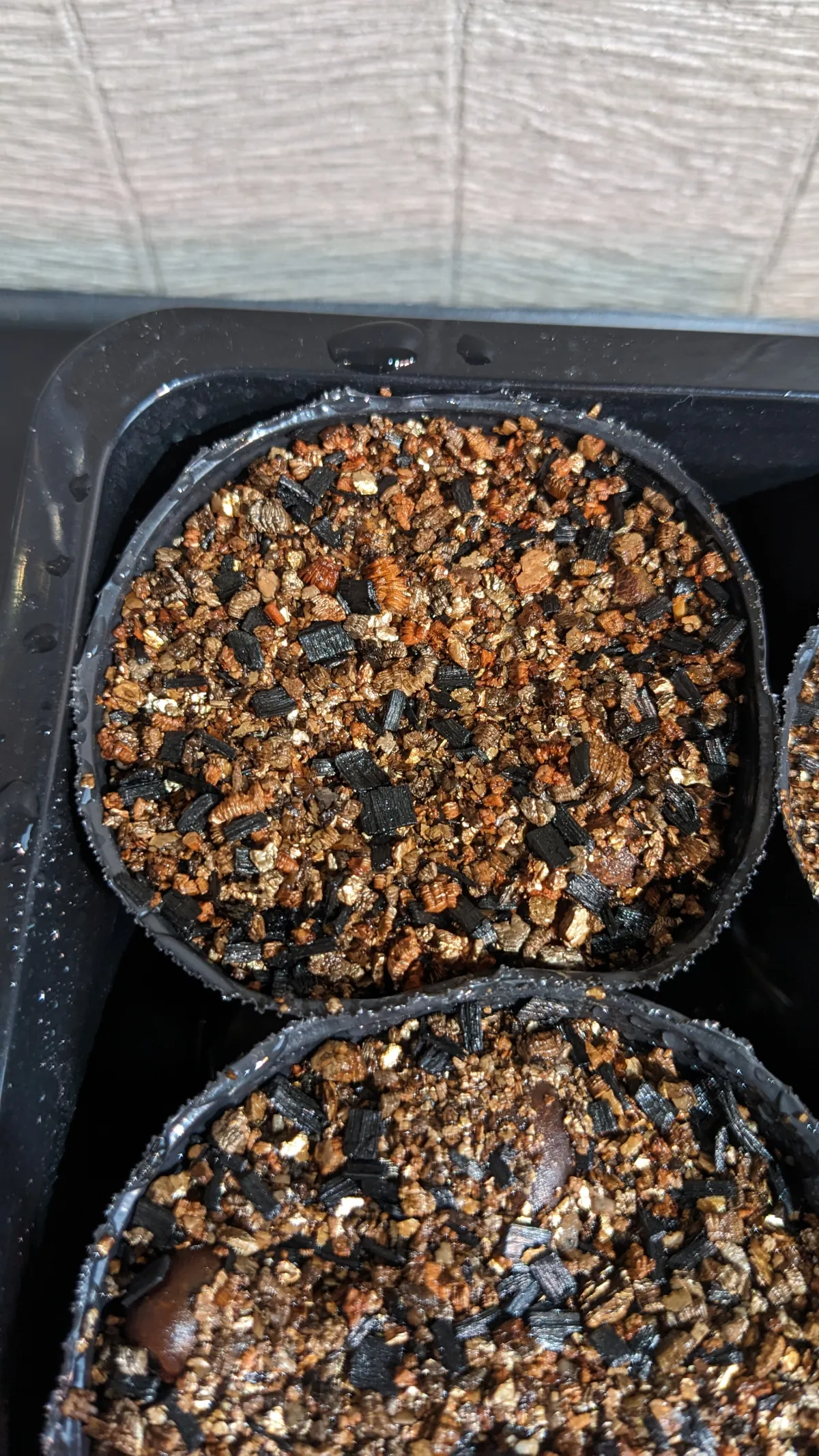 Boswellia neglecta (ボスウェリア ネグレクタ)